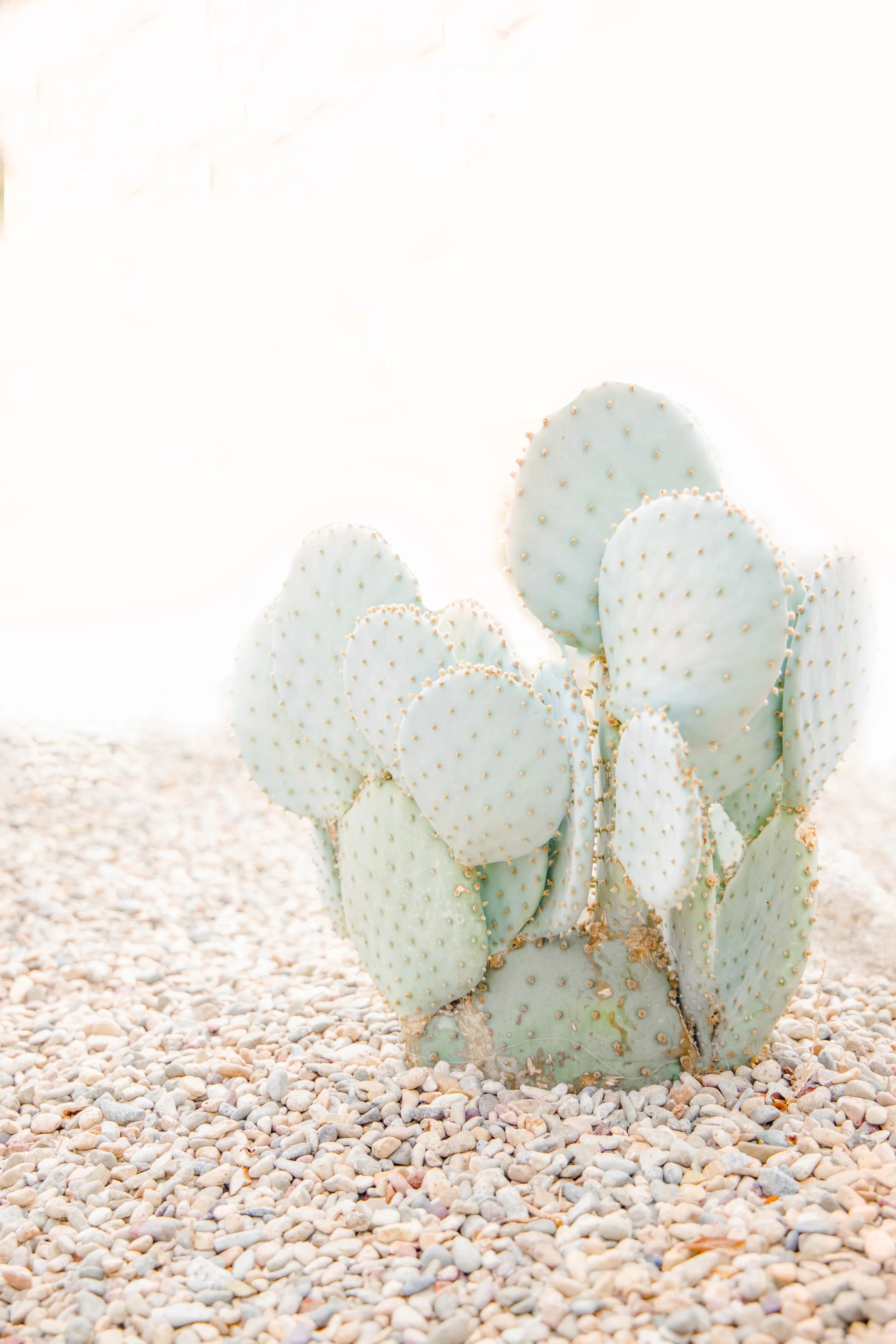 Desert Cacti