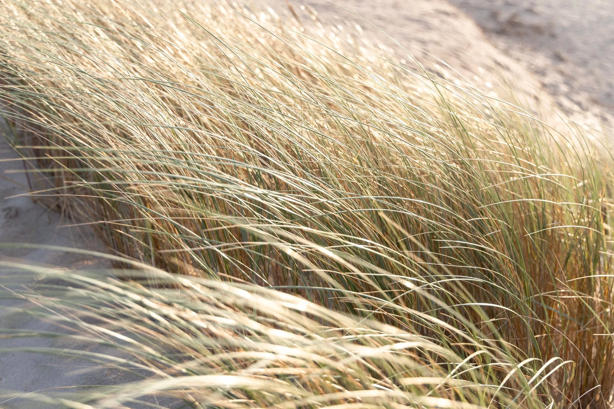 Dunes Close Up