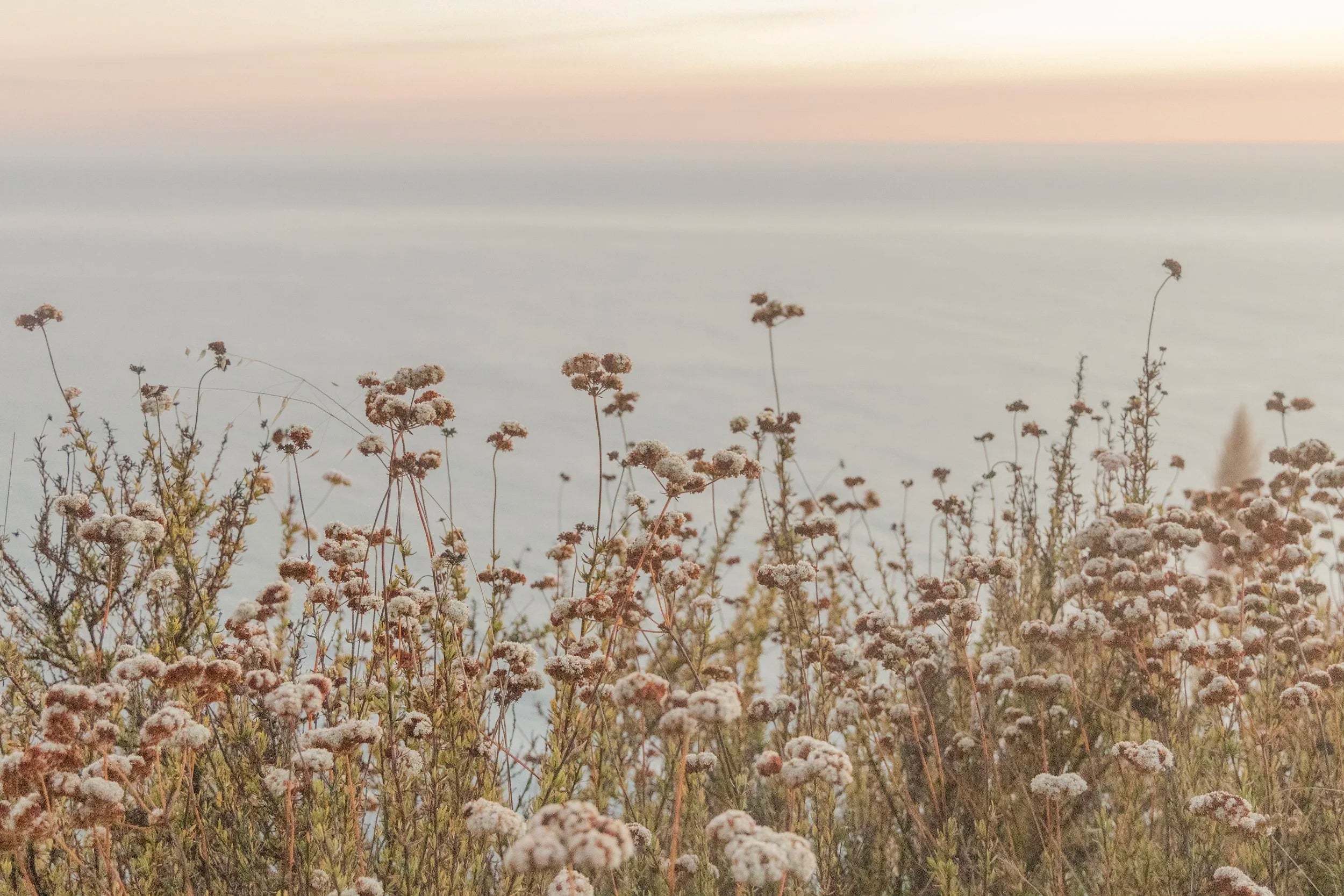 Coastal Blooms
