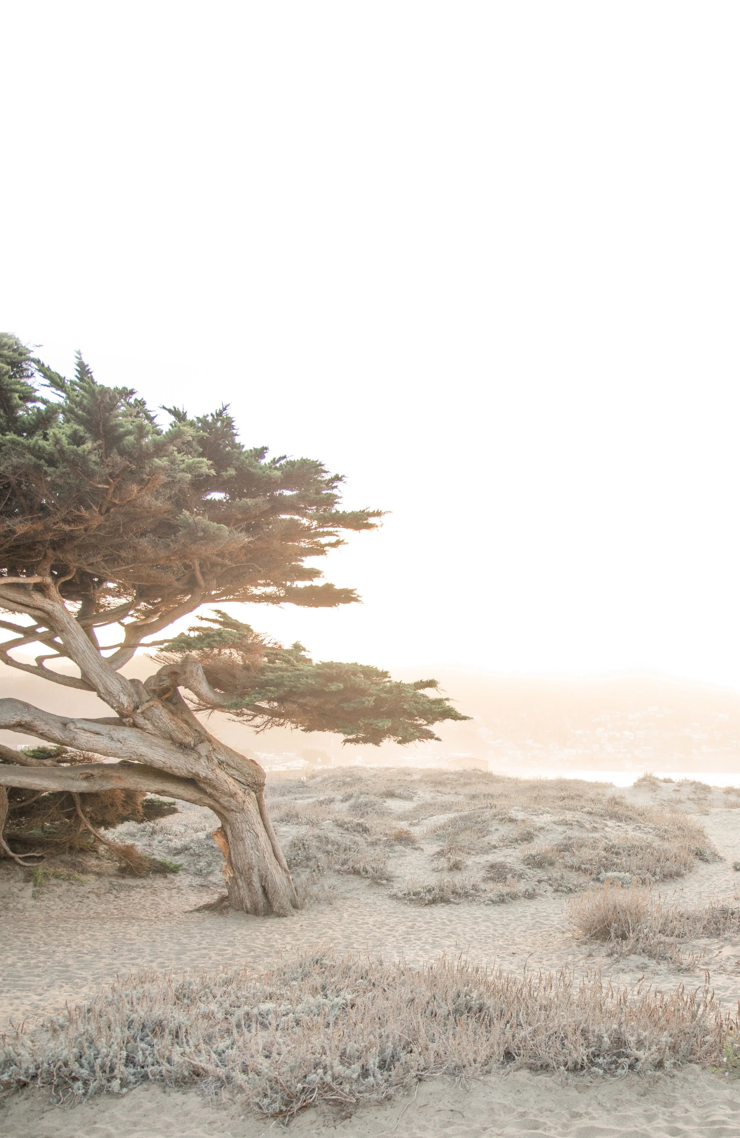 Cypress Glow