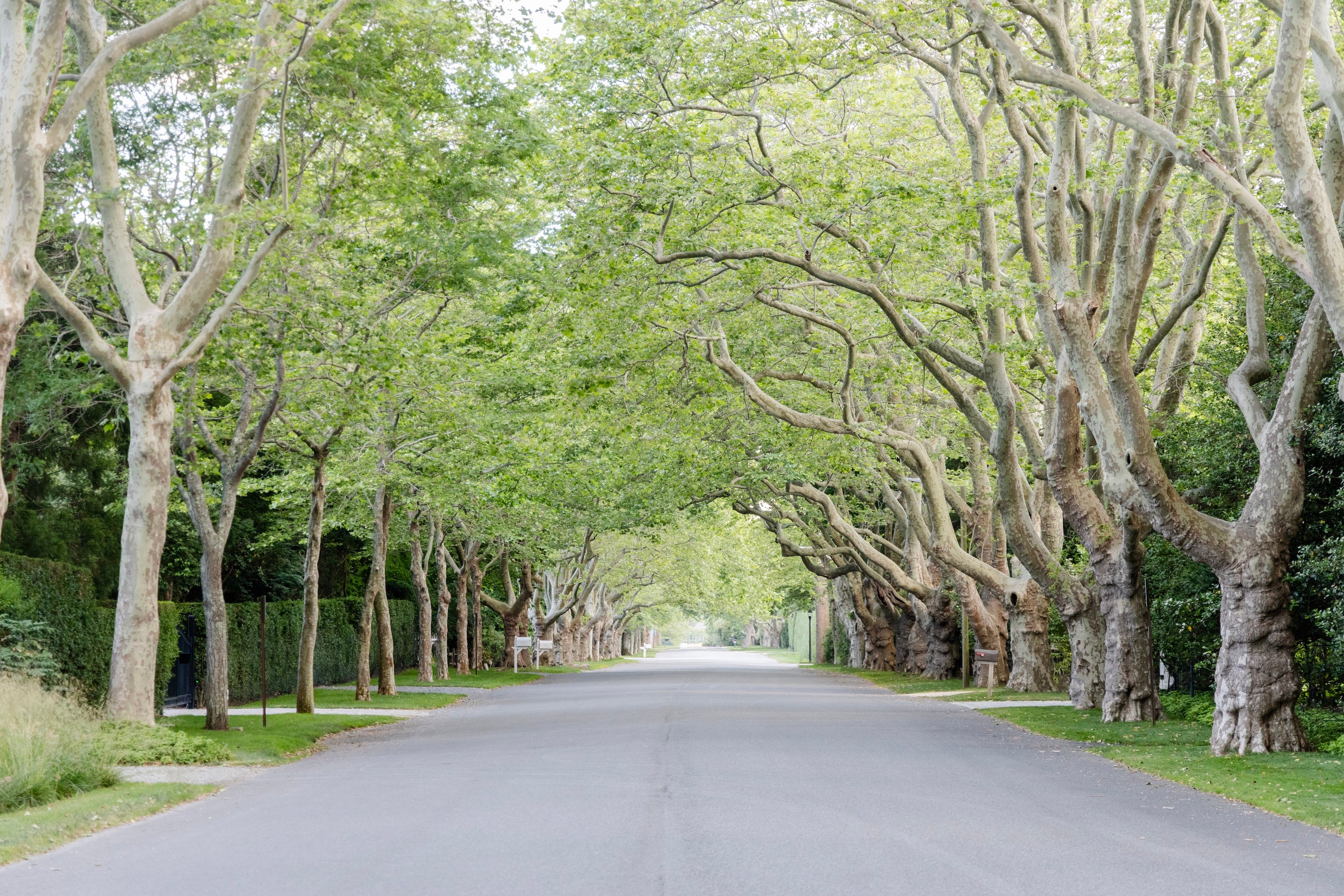 East Hampton Canopy