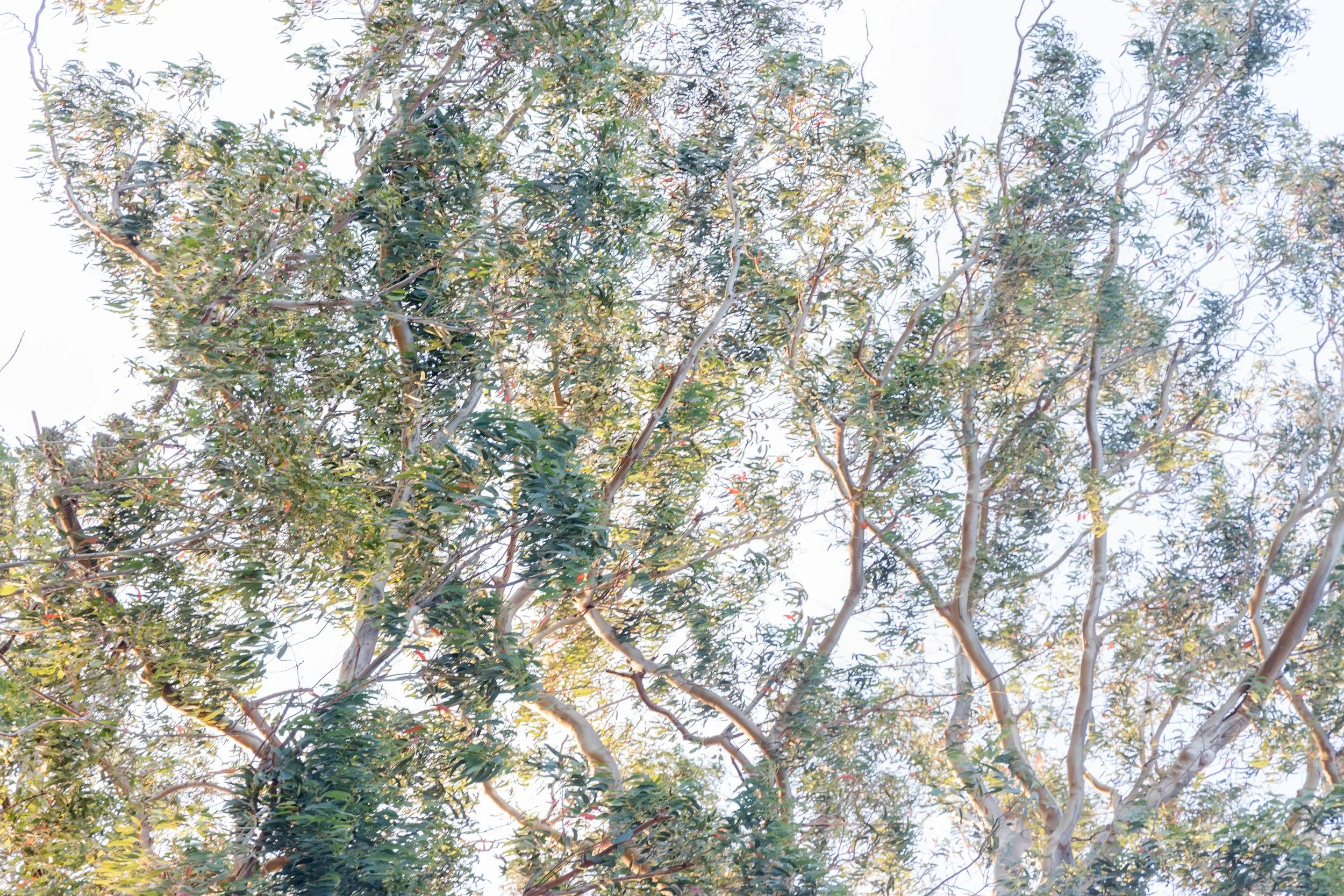 Eucalyptus Tapestry