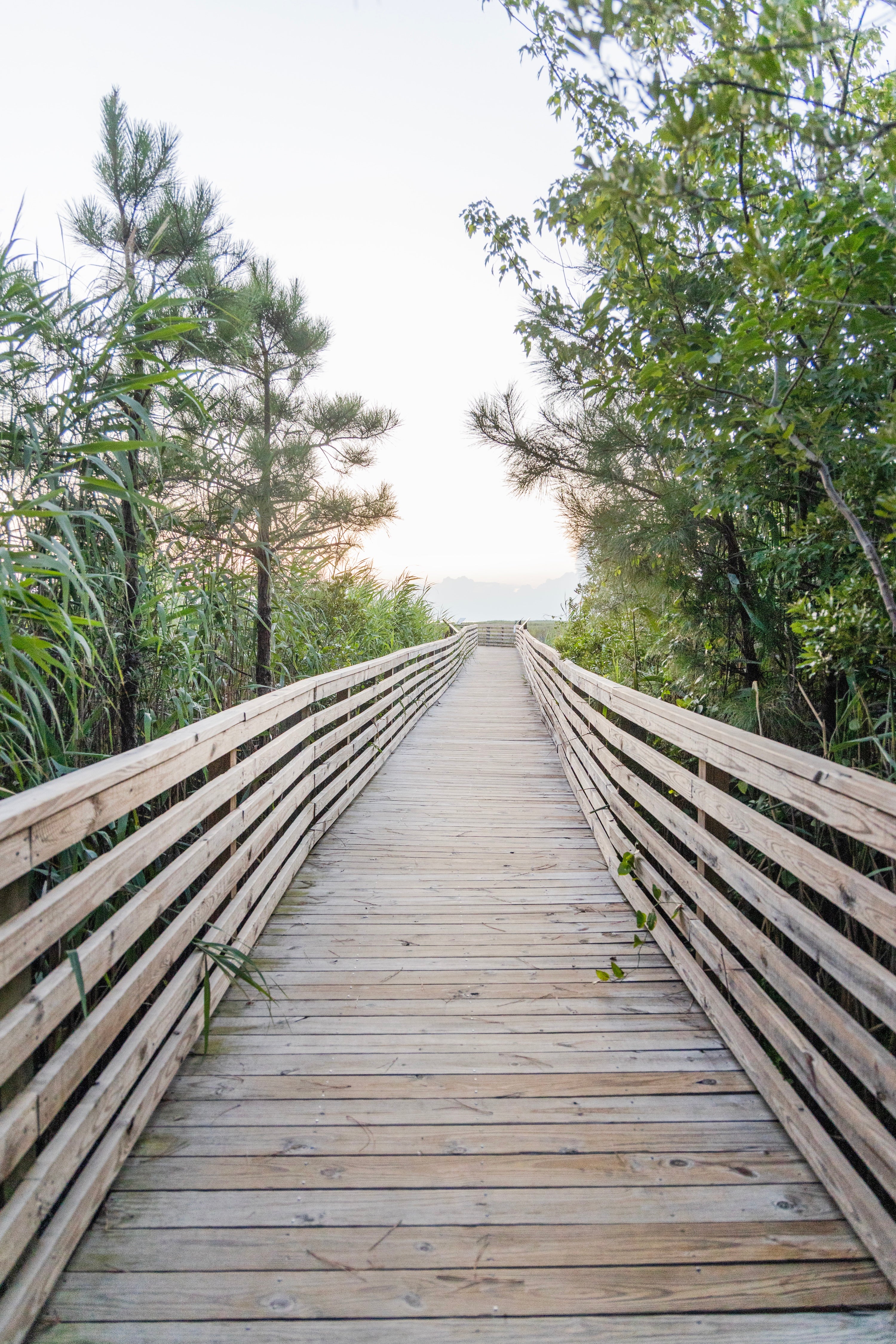 Evening Stroll in Currituck