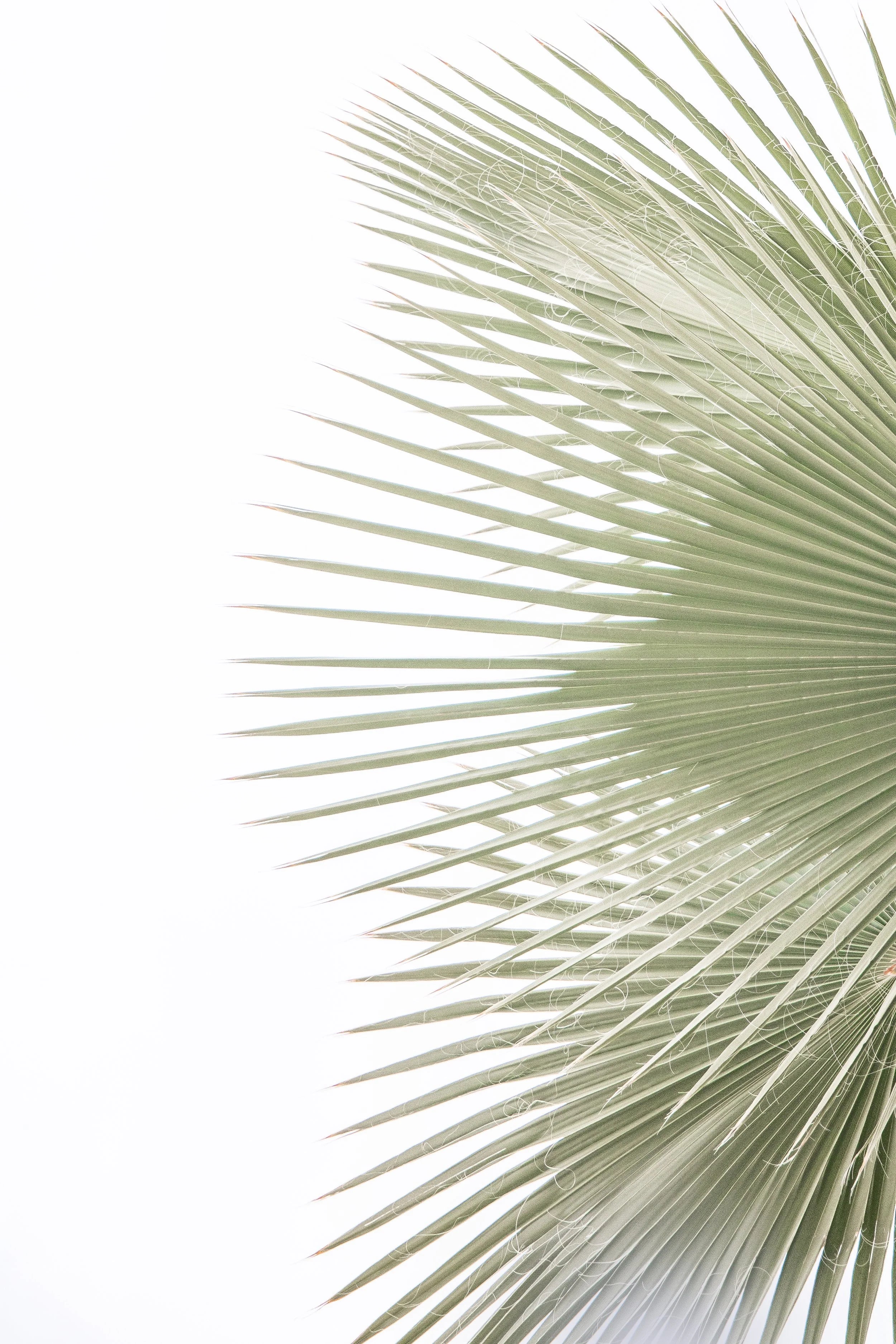Fanning Palms Left