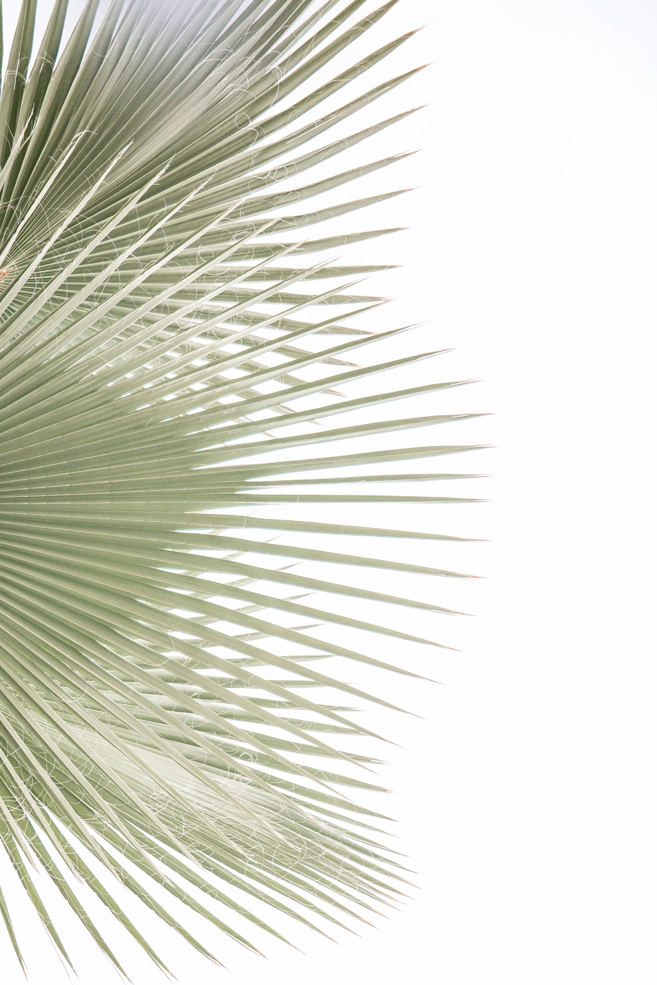Fanning Palms Right