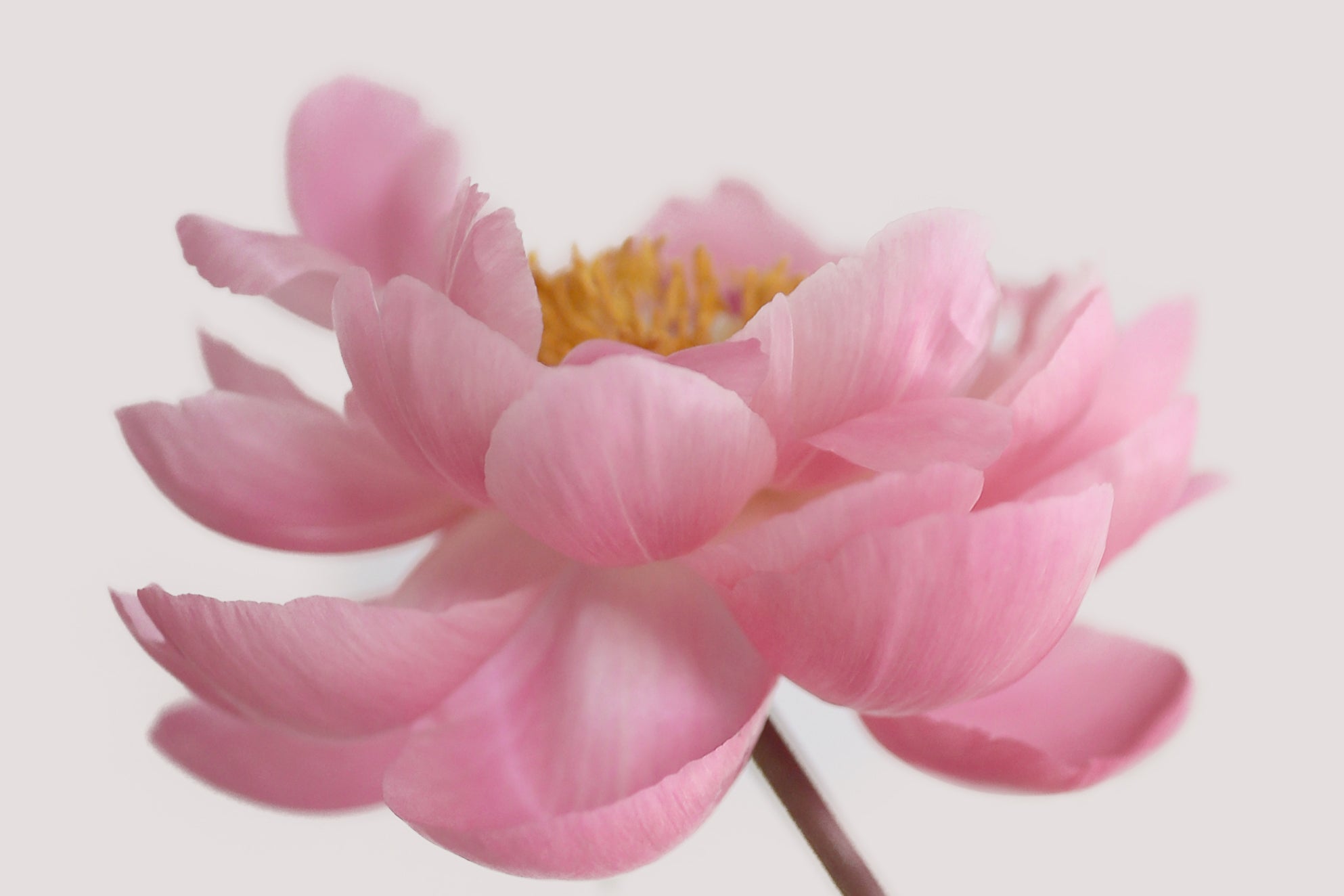 Garden Peony