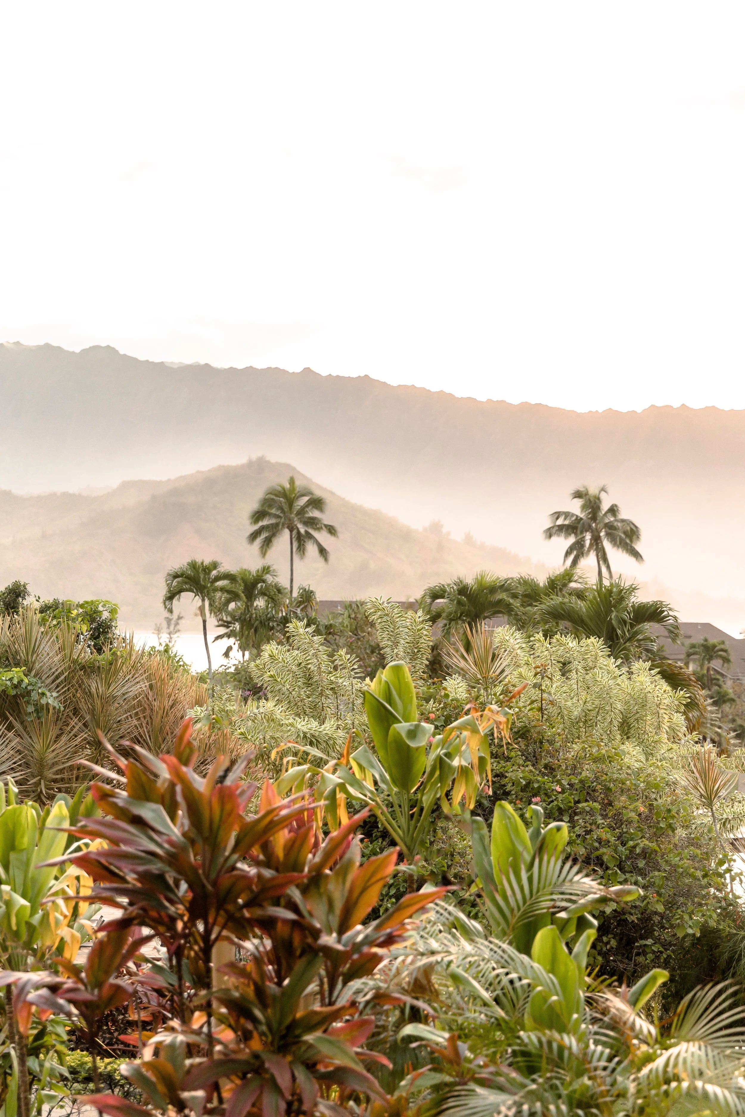 Hawaiian Tropics