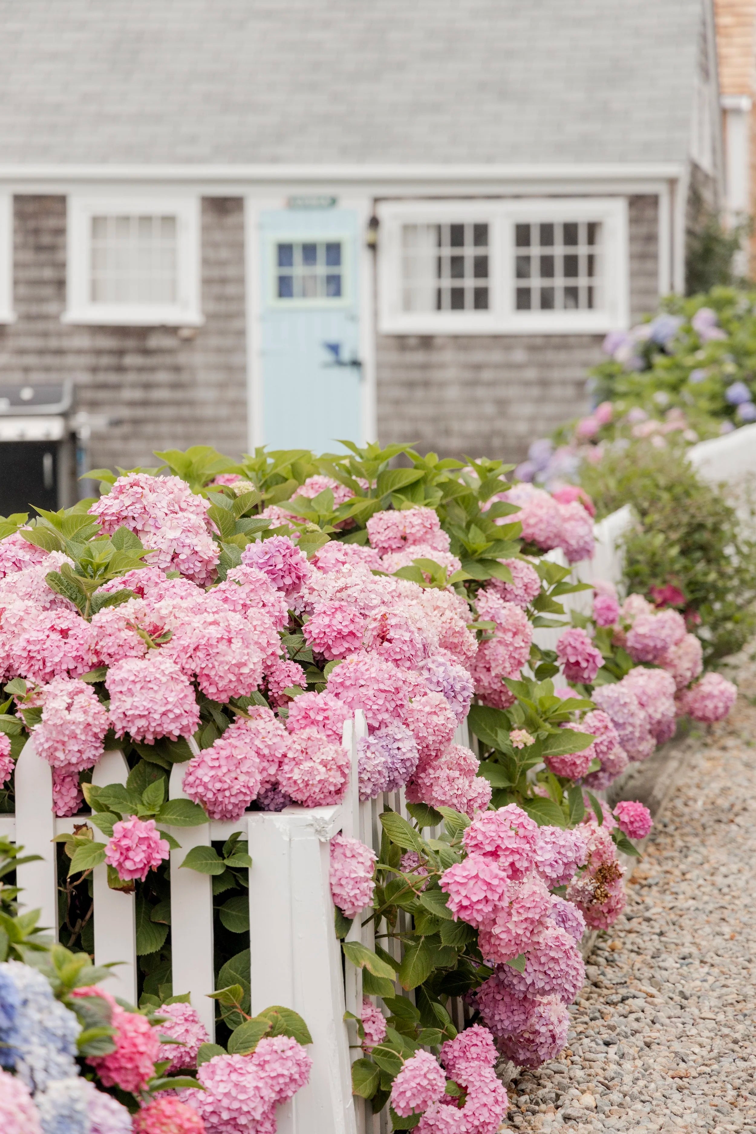 Hydrangea House