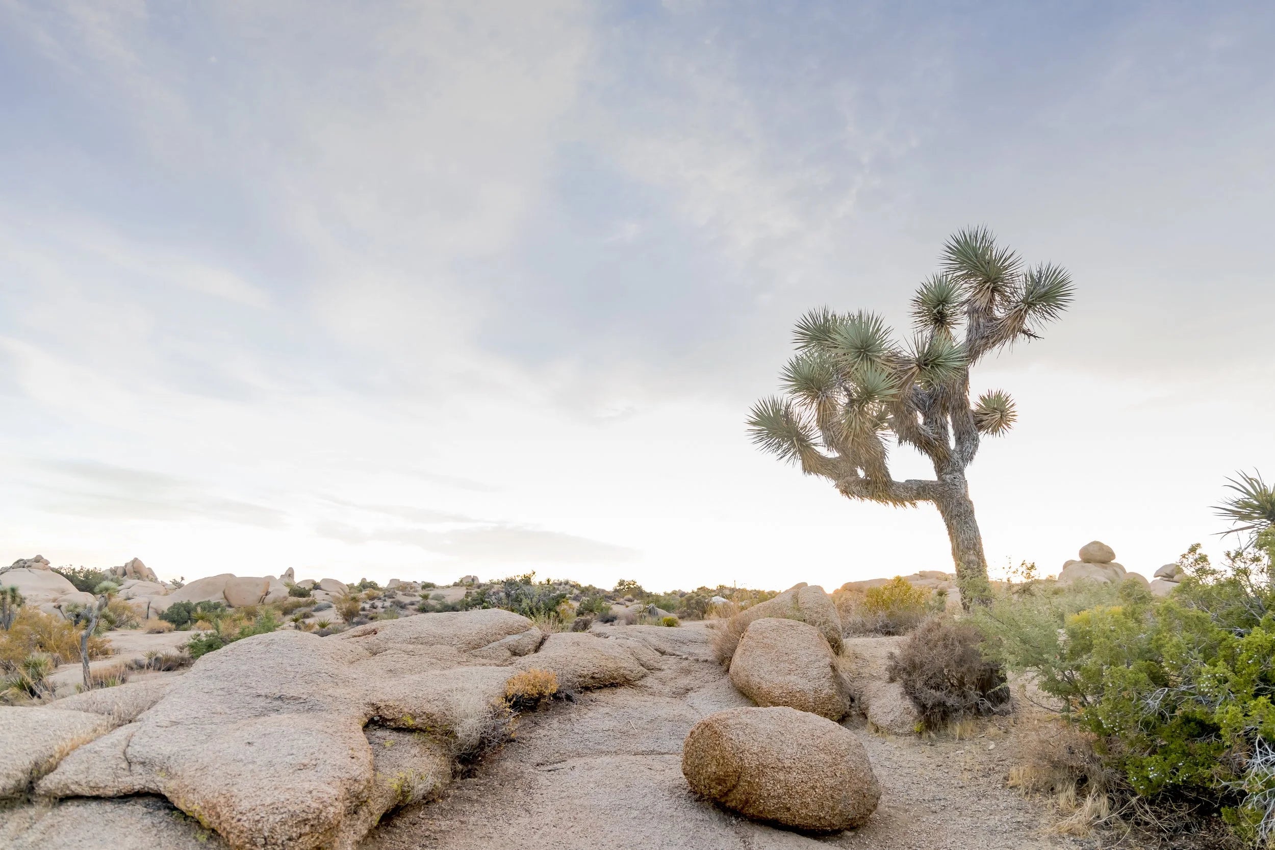 Joshua Tree