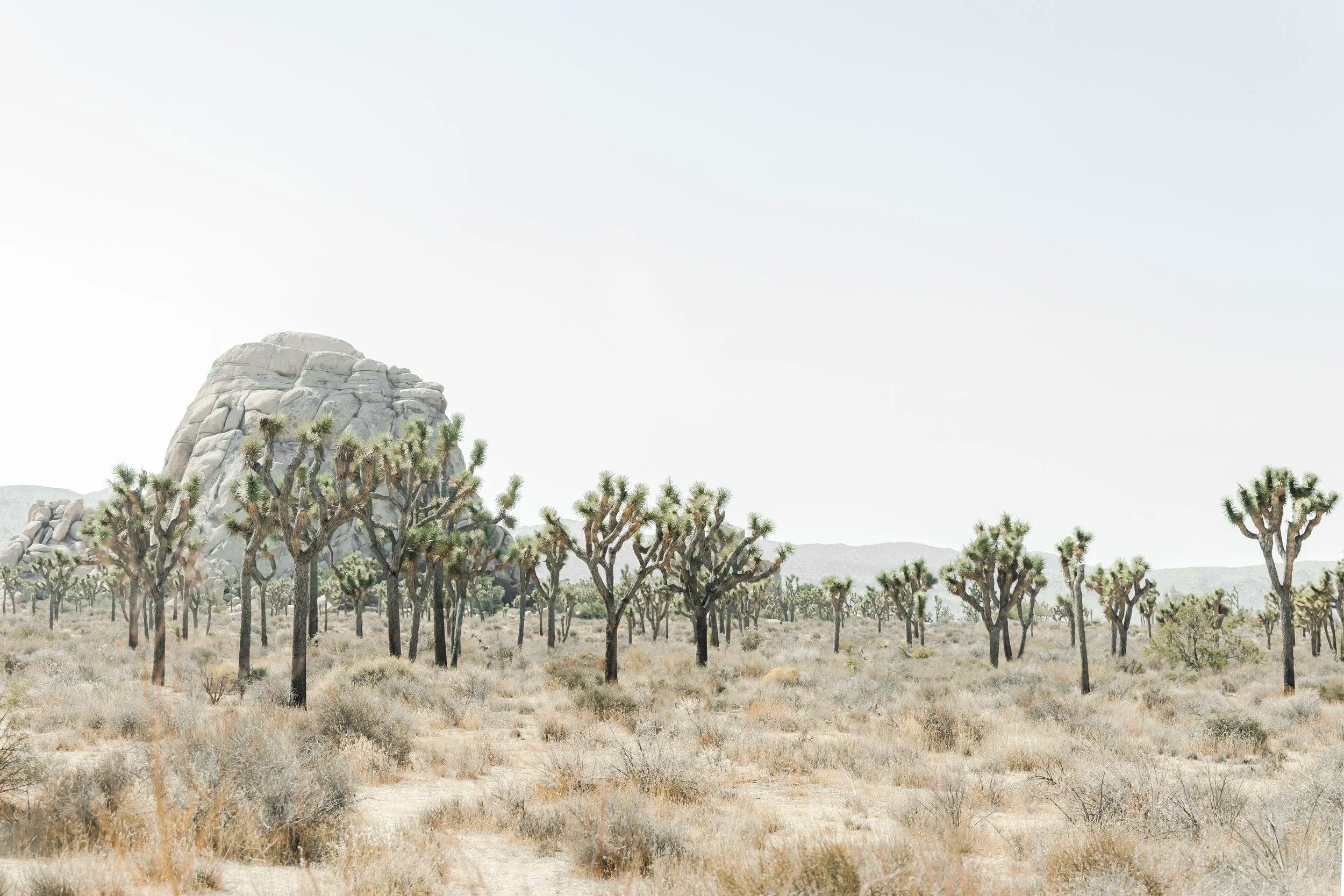Joshua Tree Forest