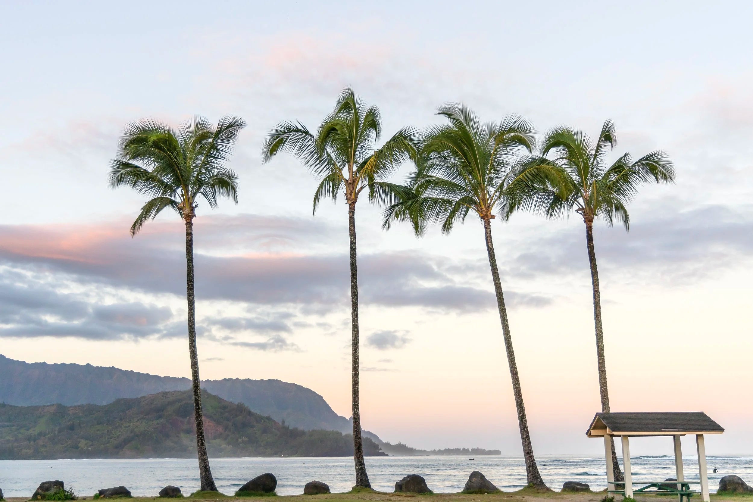 4 Kauai Palms