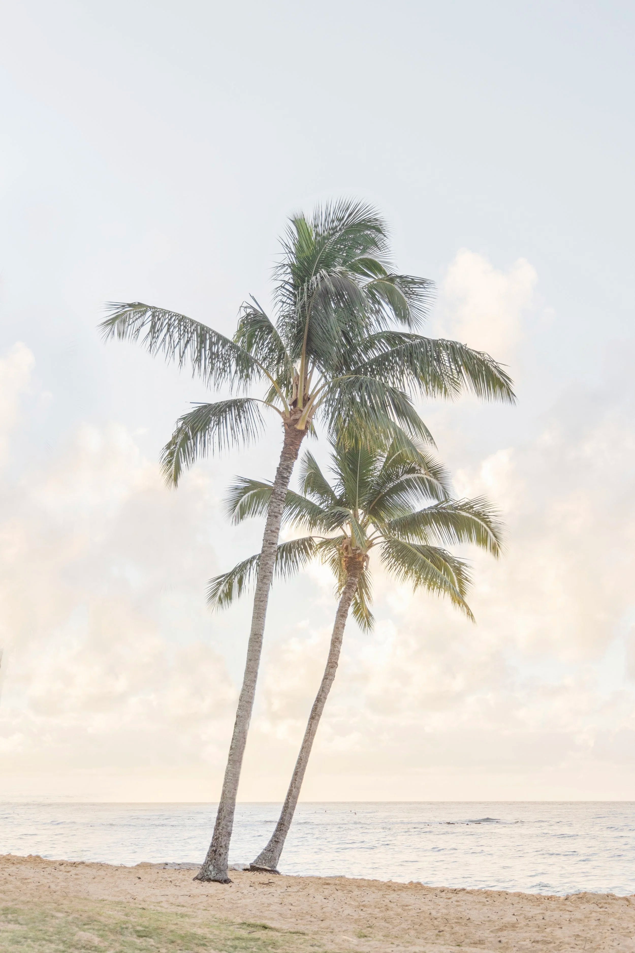 Kauai Sibling Palms