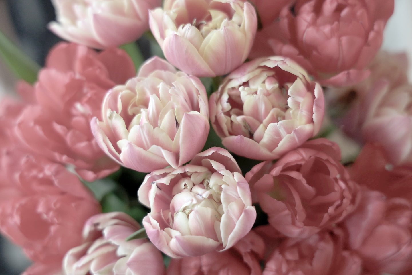 Tulip Bloom
