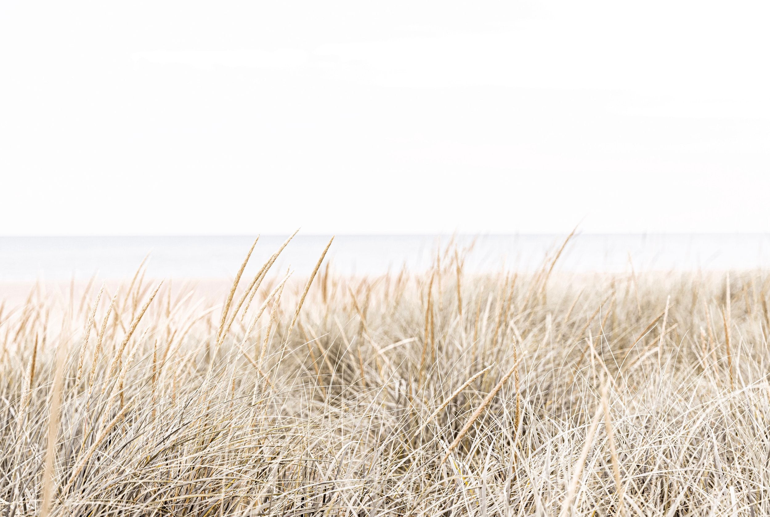 Beach Grass