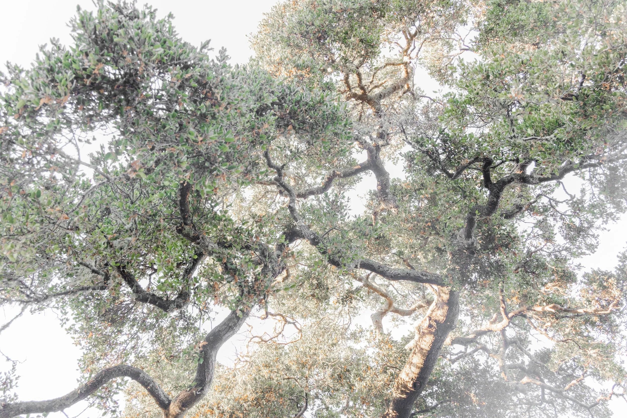 Oak Canopy