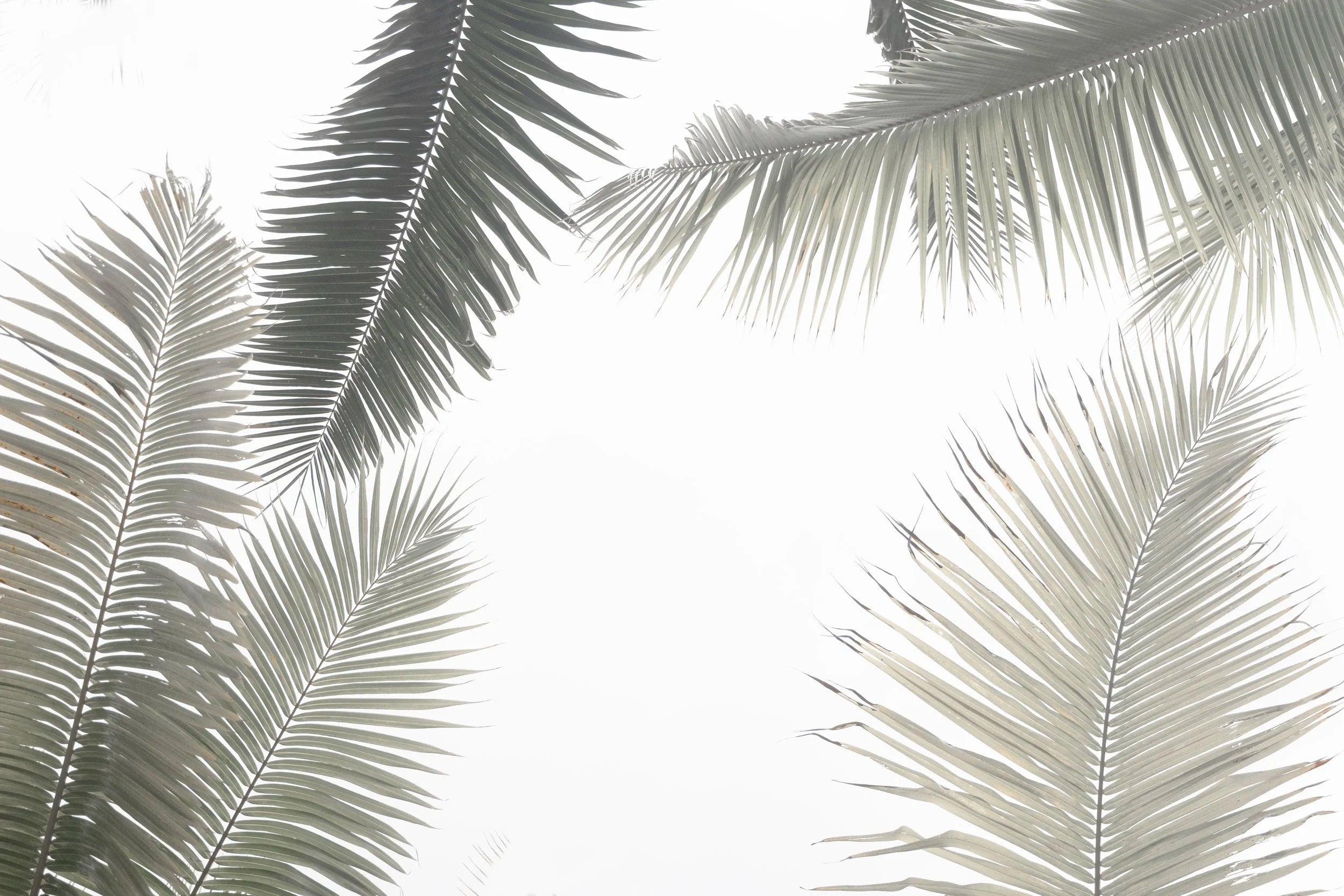 Palm Corners