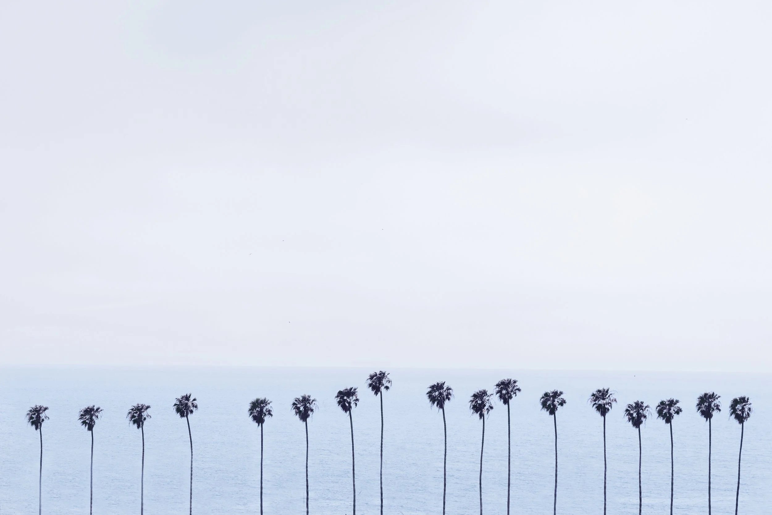 Palm Symmetry