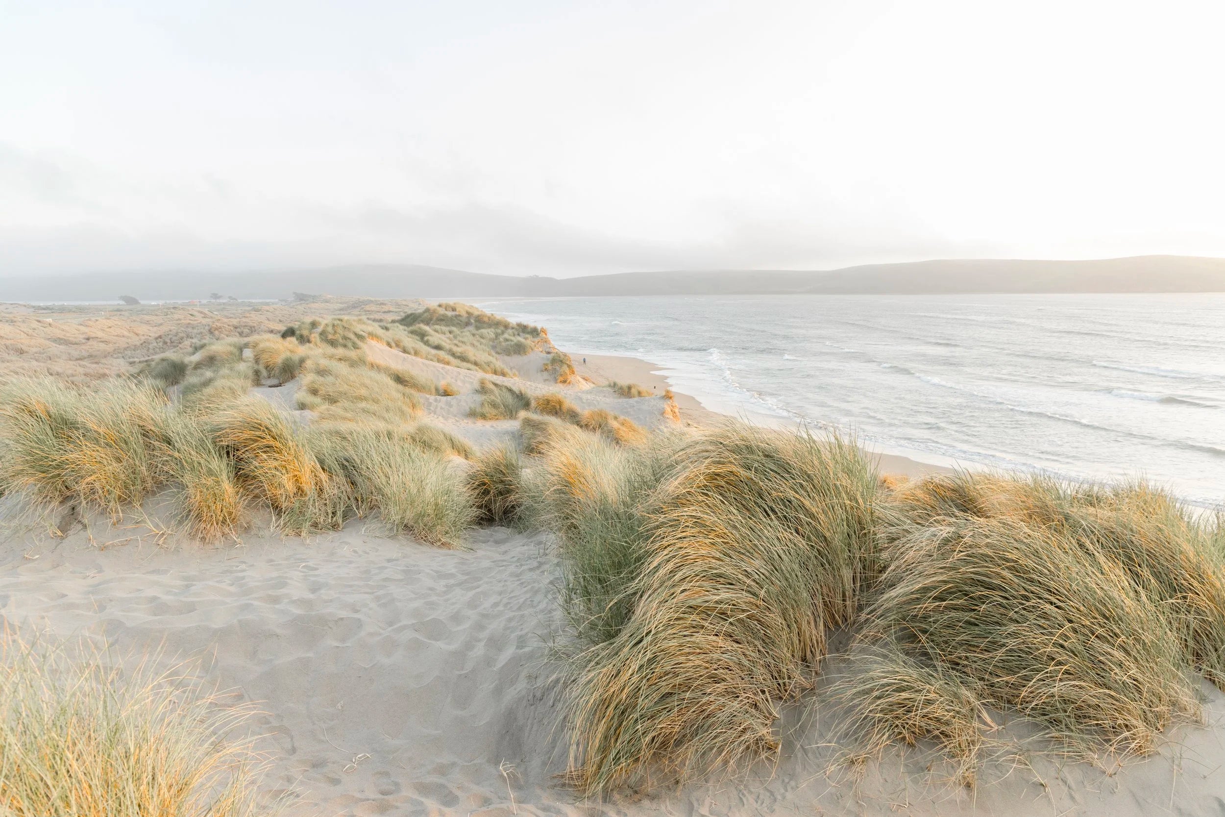 Path Through the Grasses