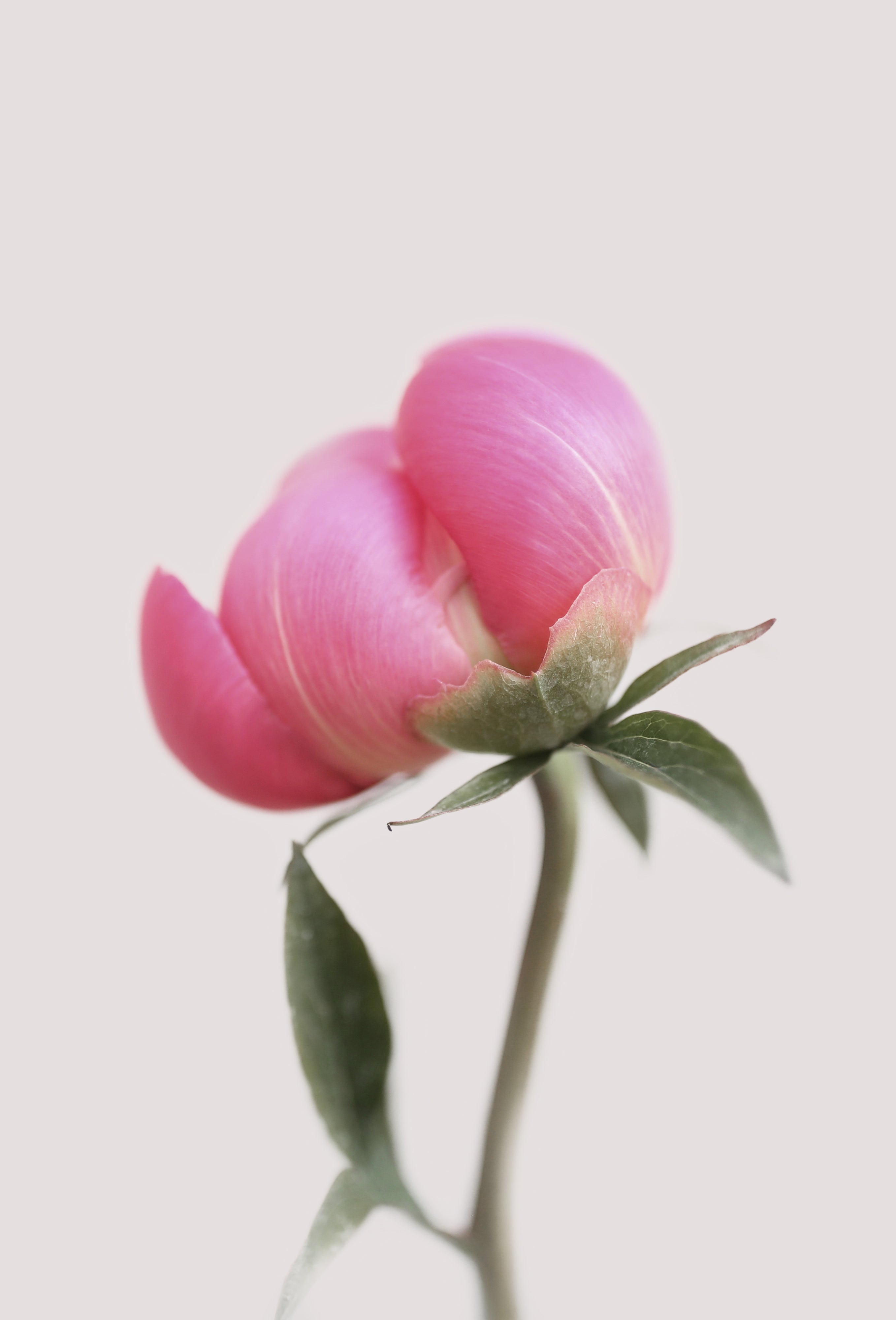 Peony