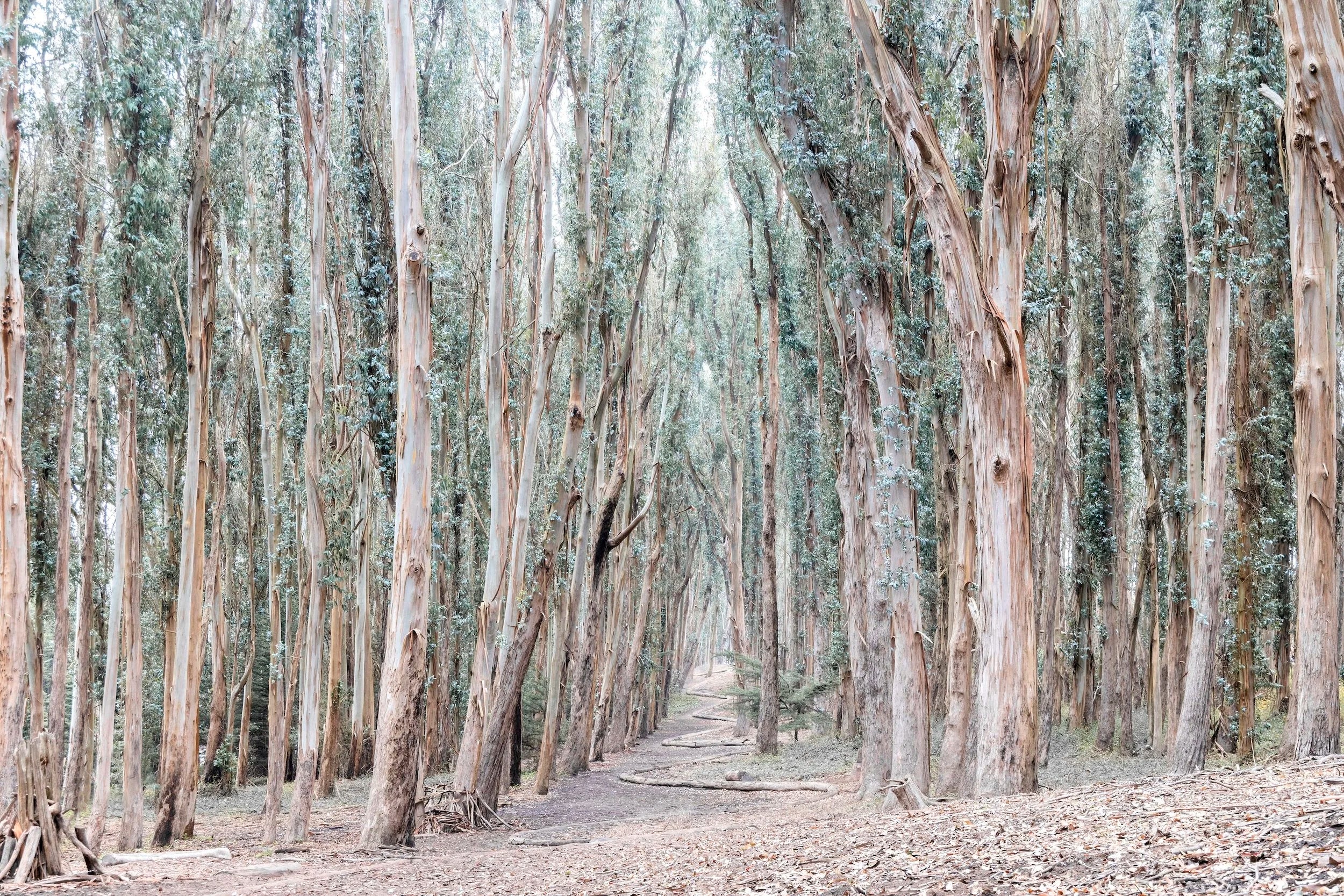 Presidio Woodline
