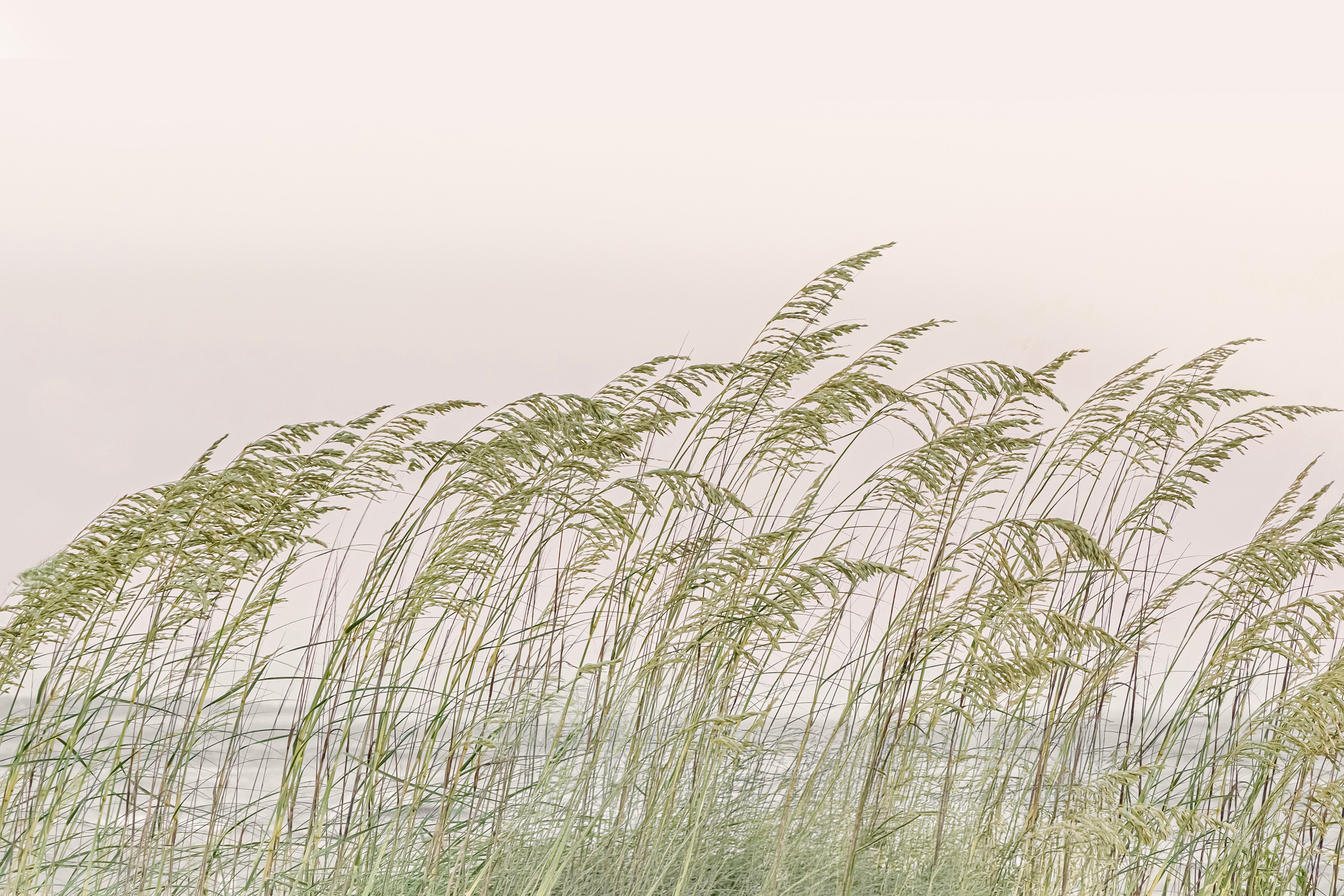 Sea Oat Breeze
