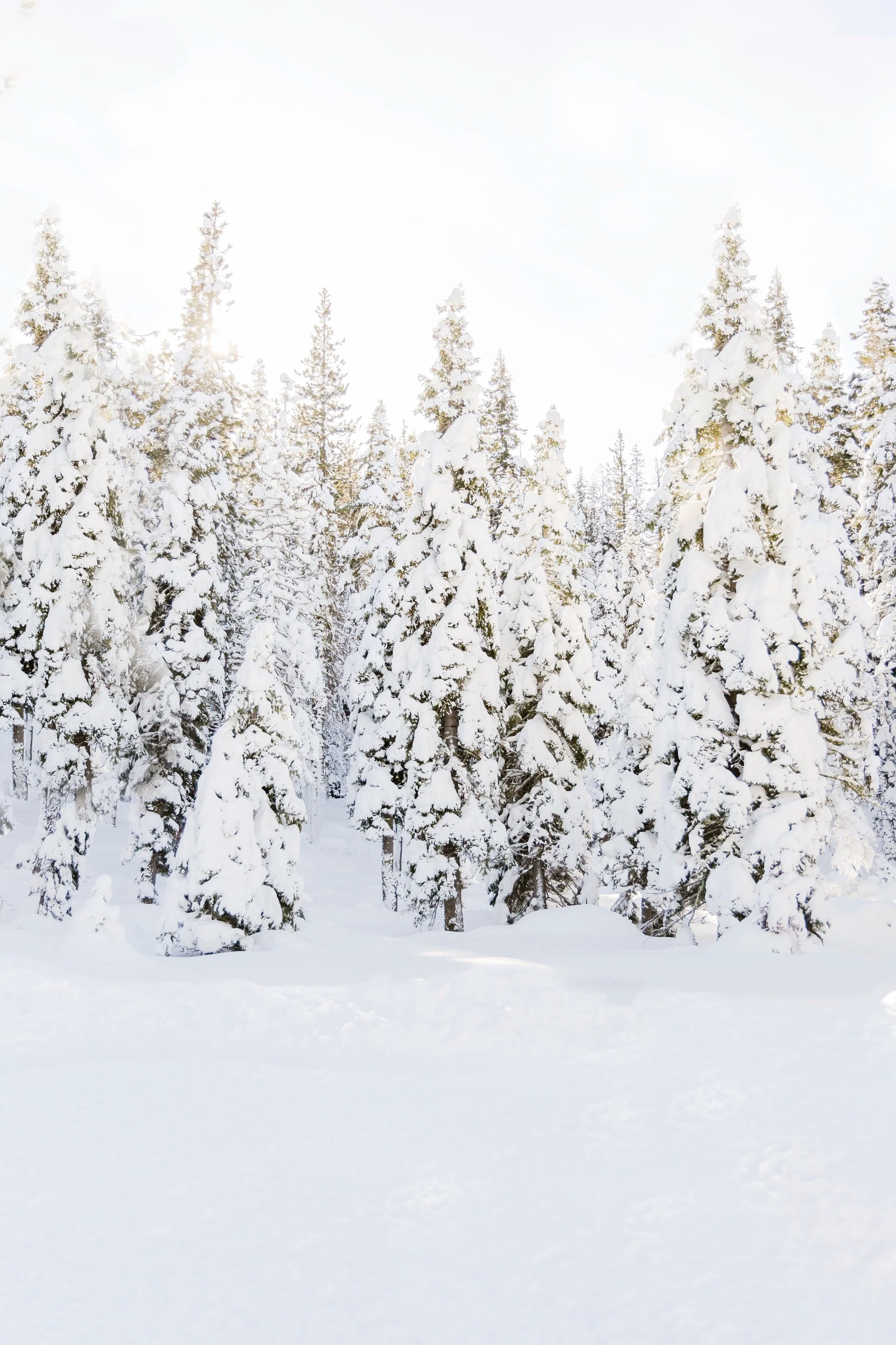 Sugar Pines
