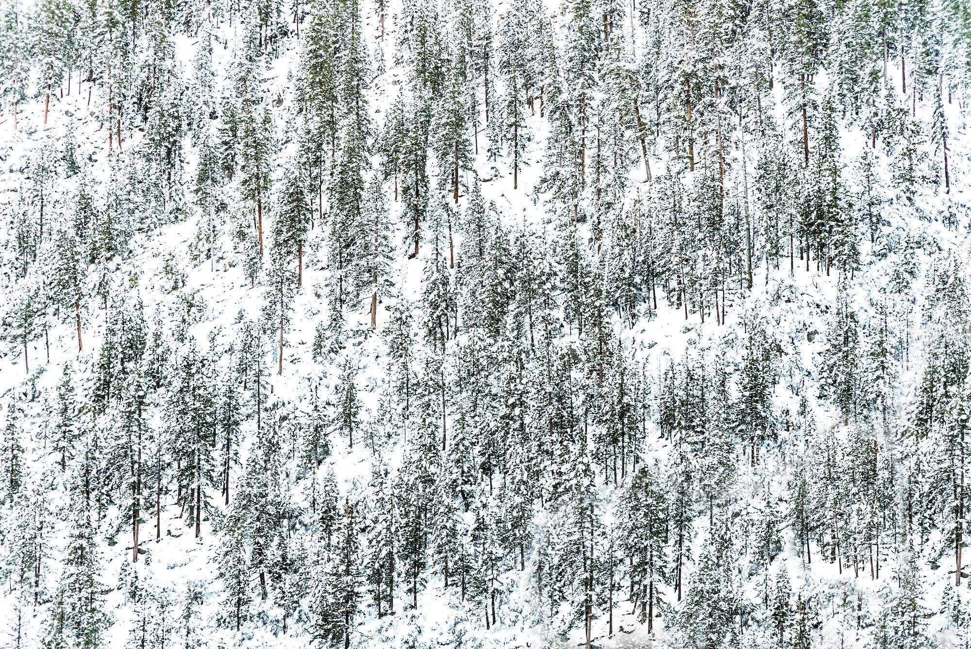 Tahoe Forest