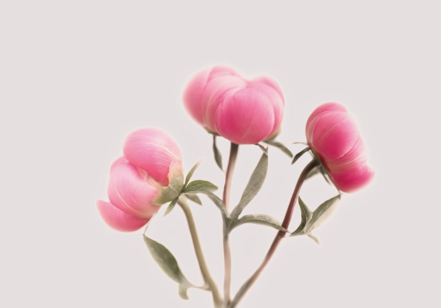 Peony Buds