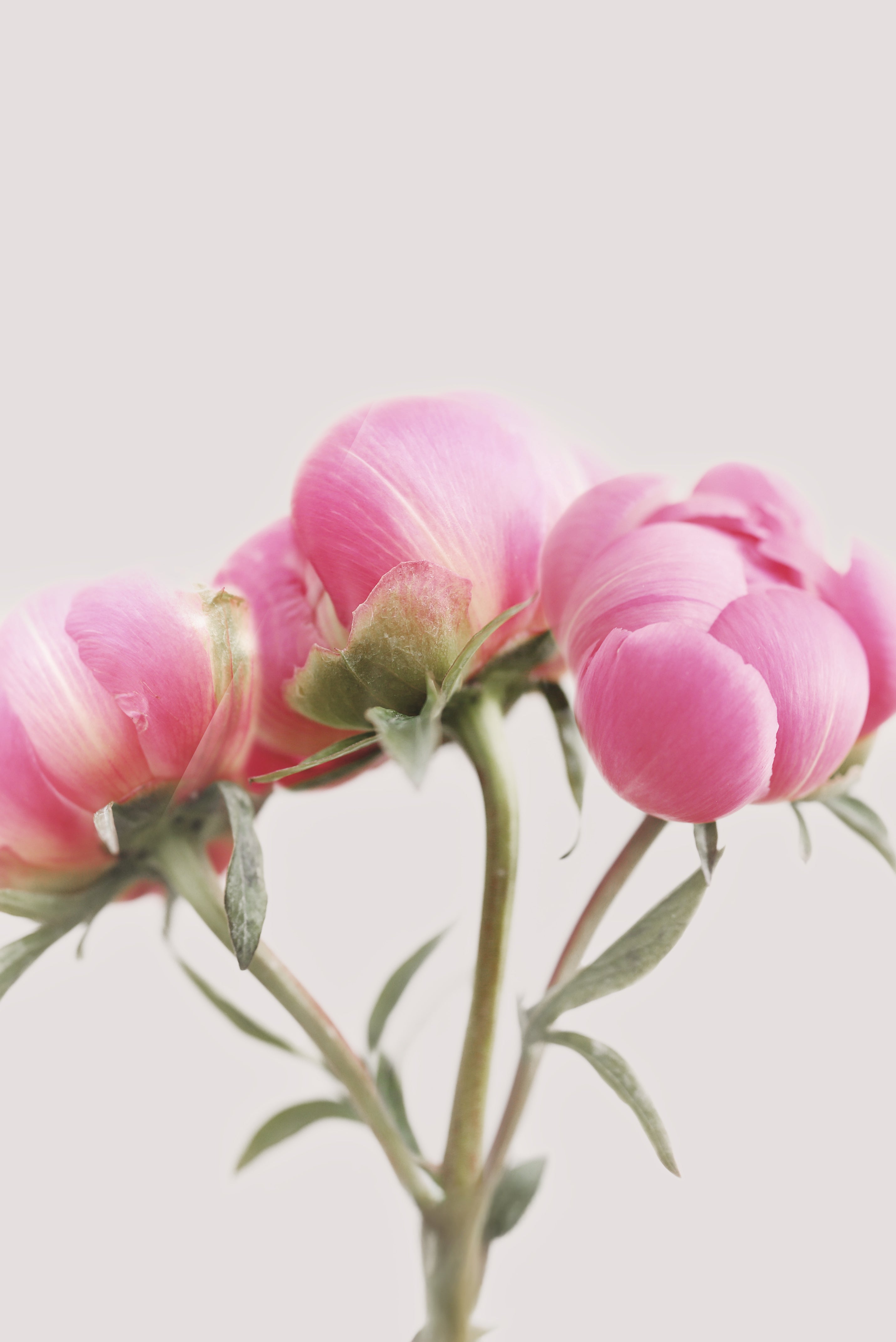 Peonies