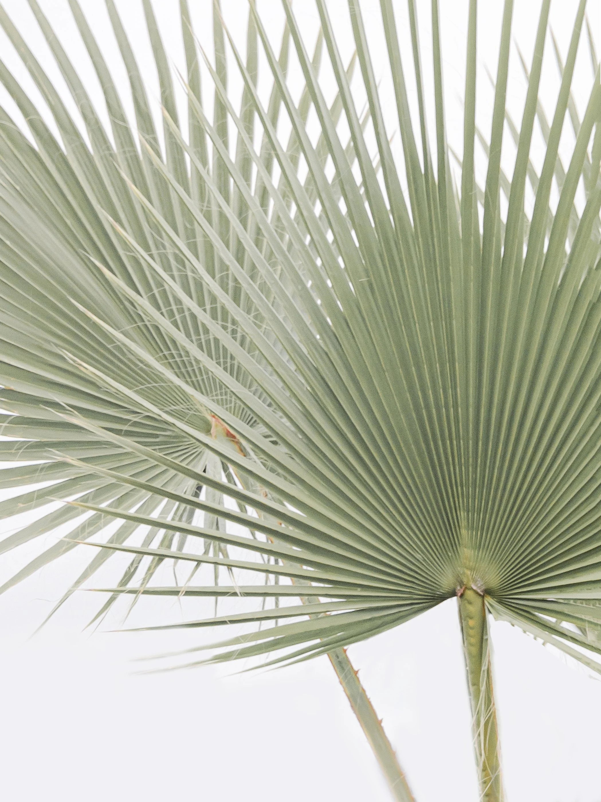 Fanning Palms