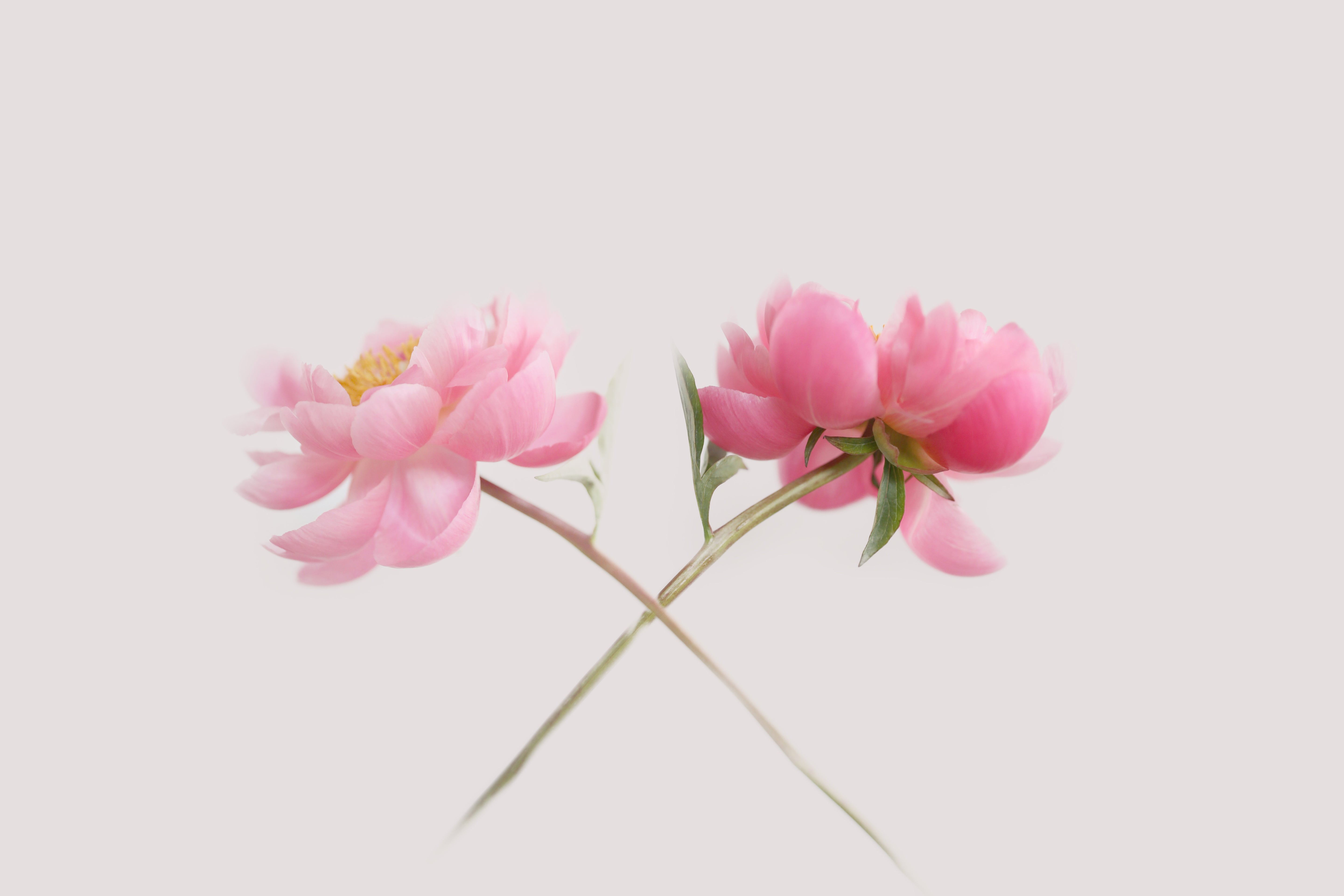 Two Peonies