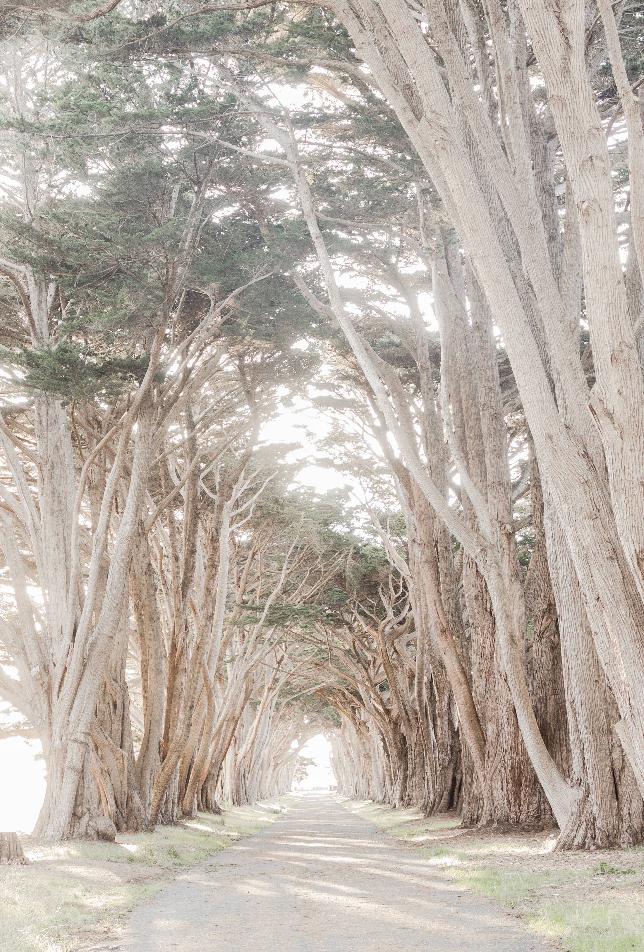 Coastal Grove, Point Reyes