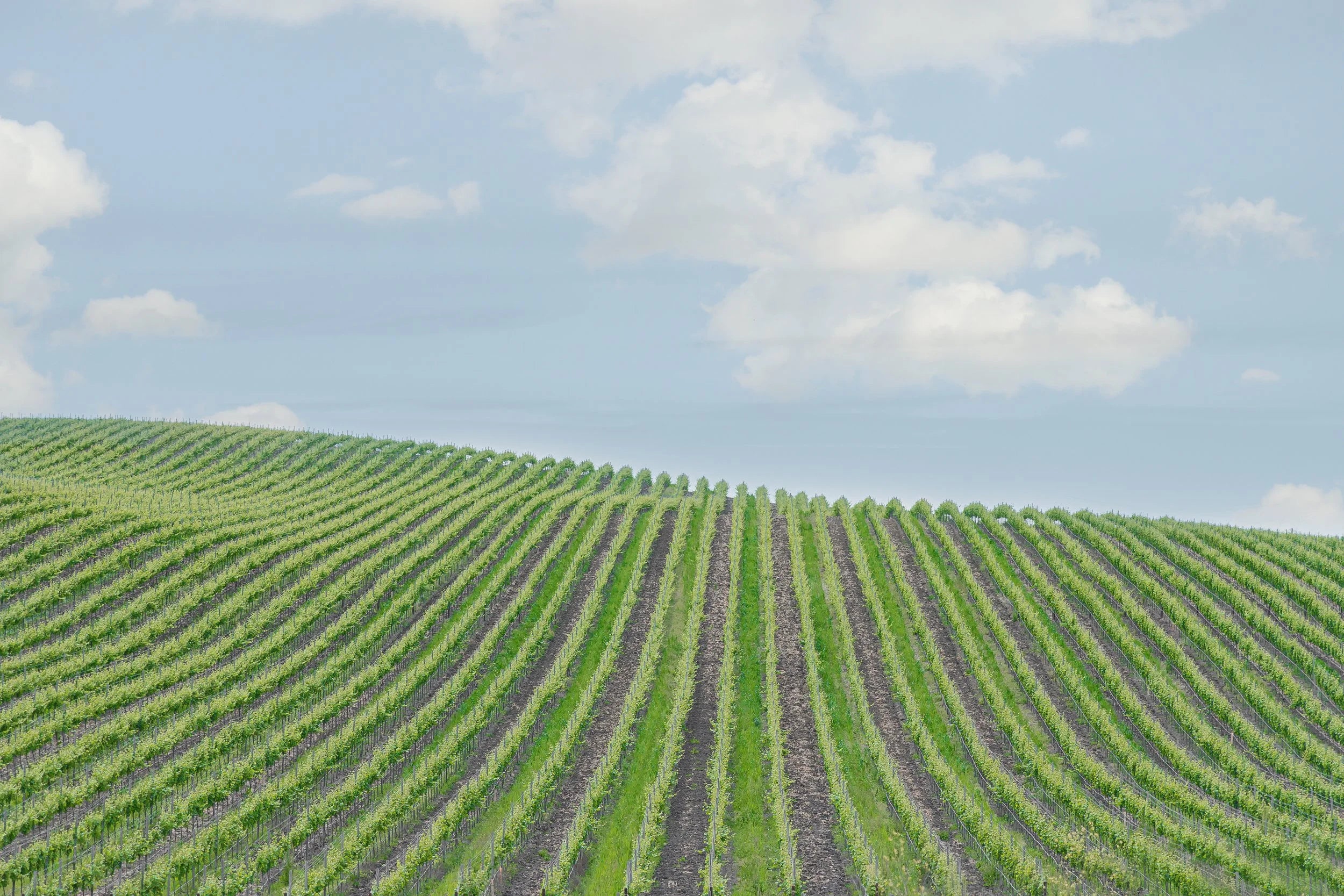 Vineyard Wave