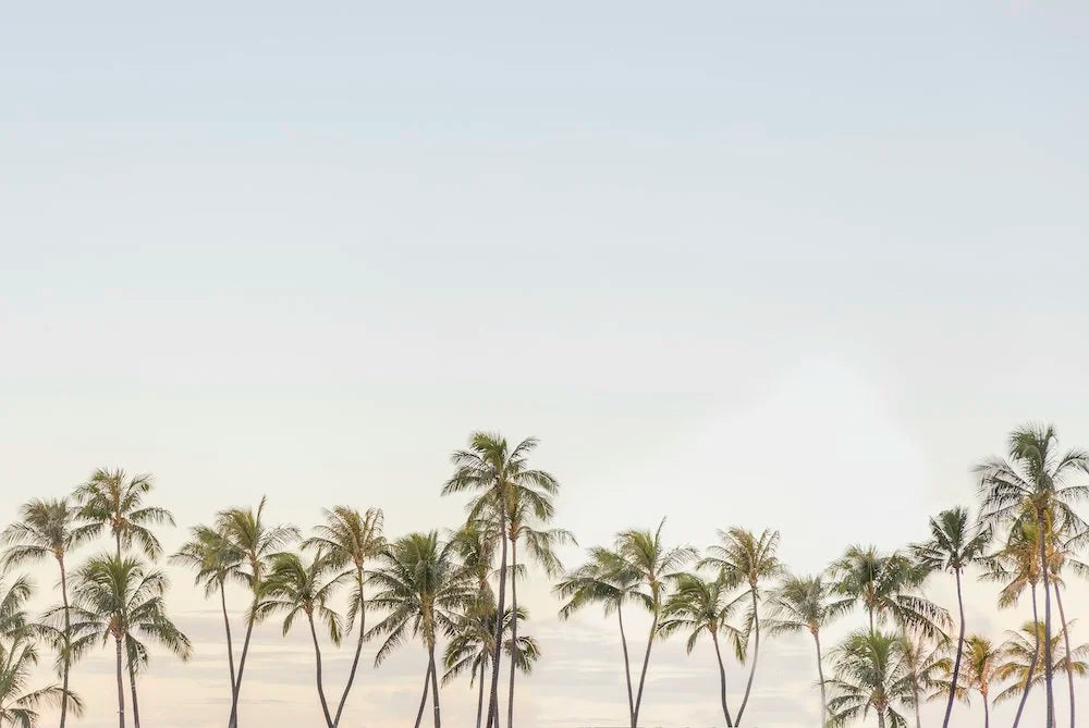 Waikiki Palms