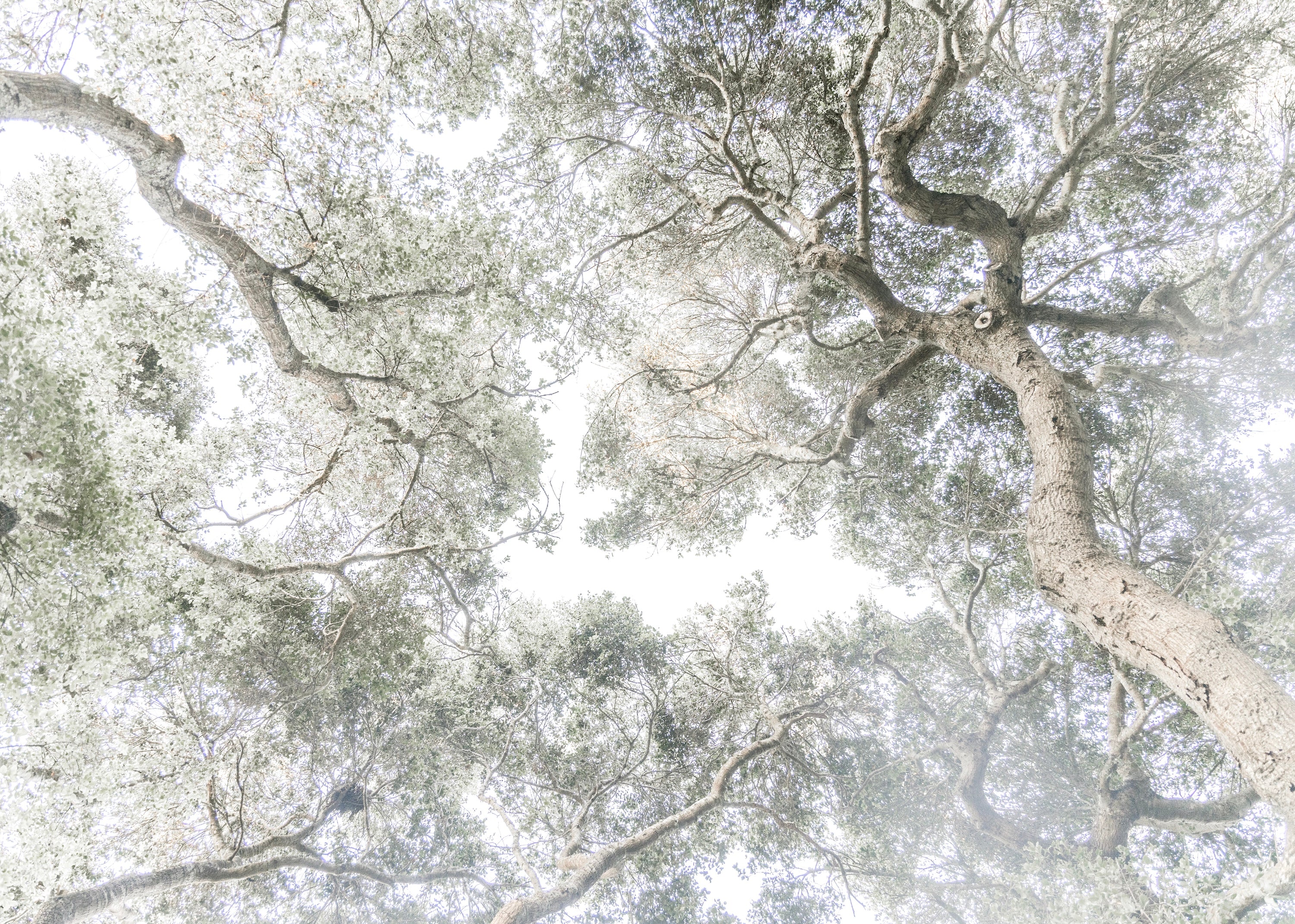 Whispering Light