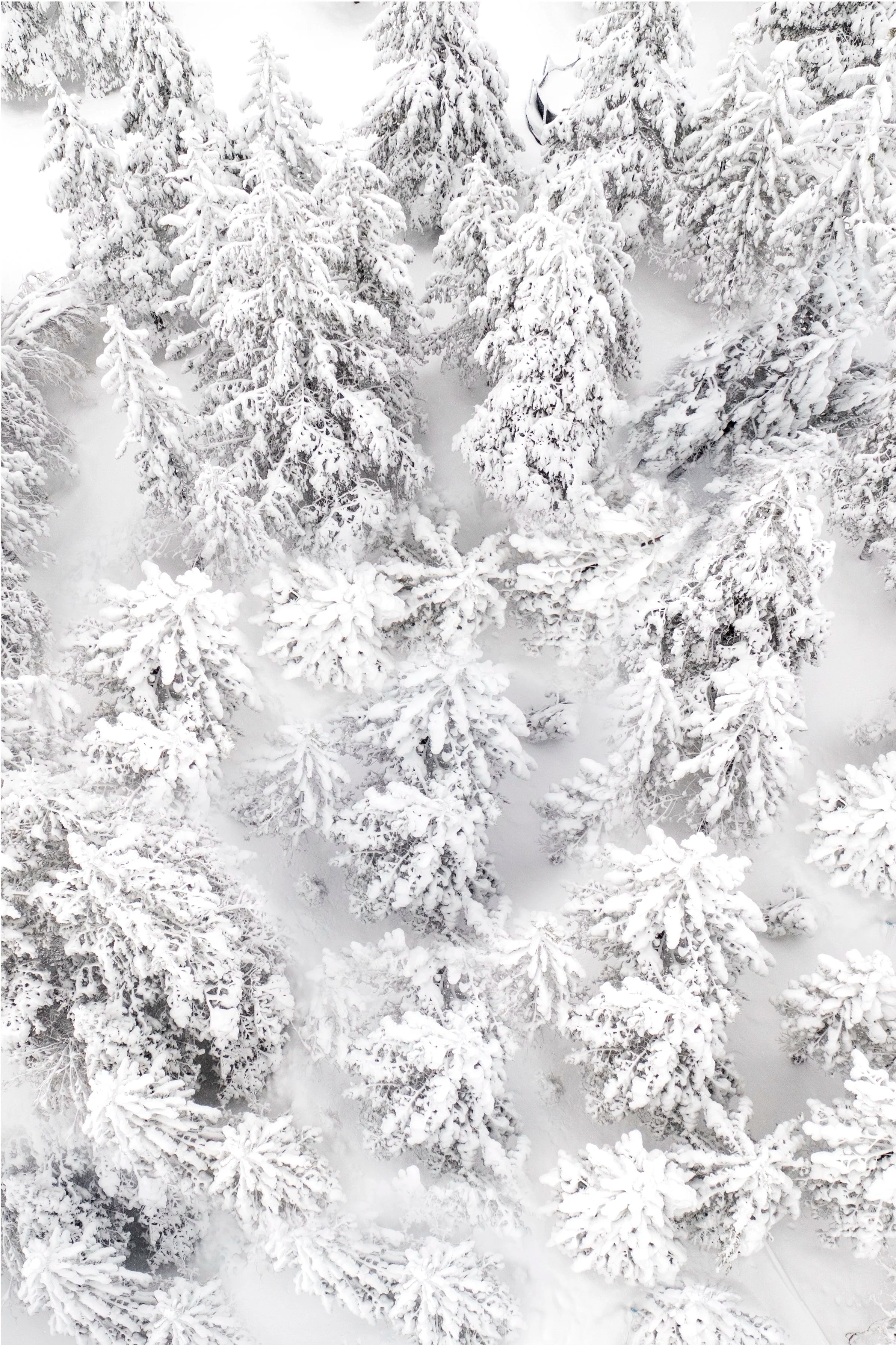 White Out