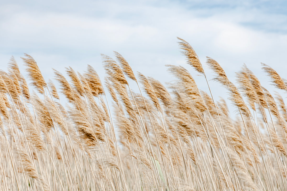 Winds At The End