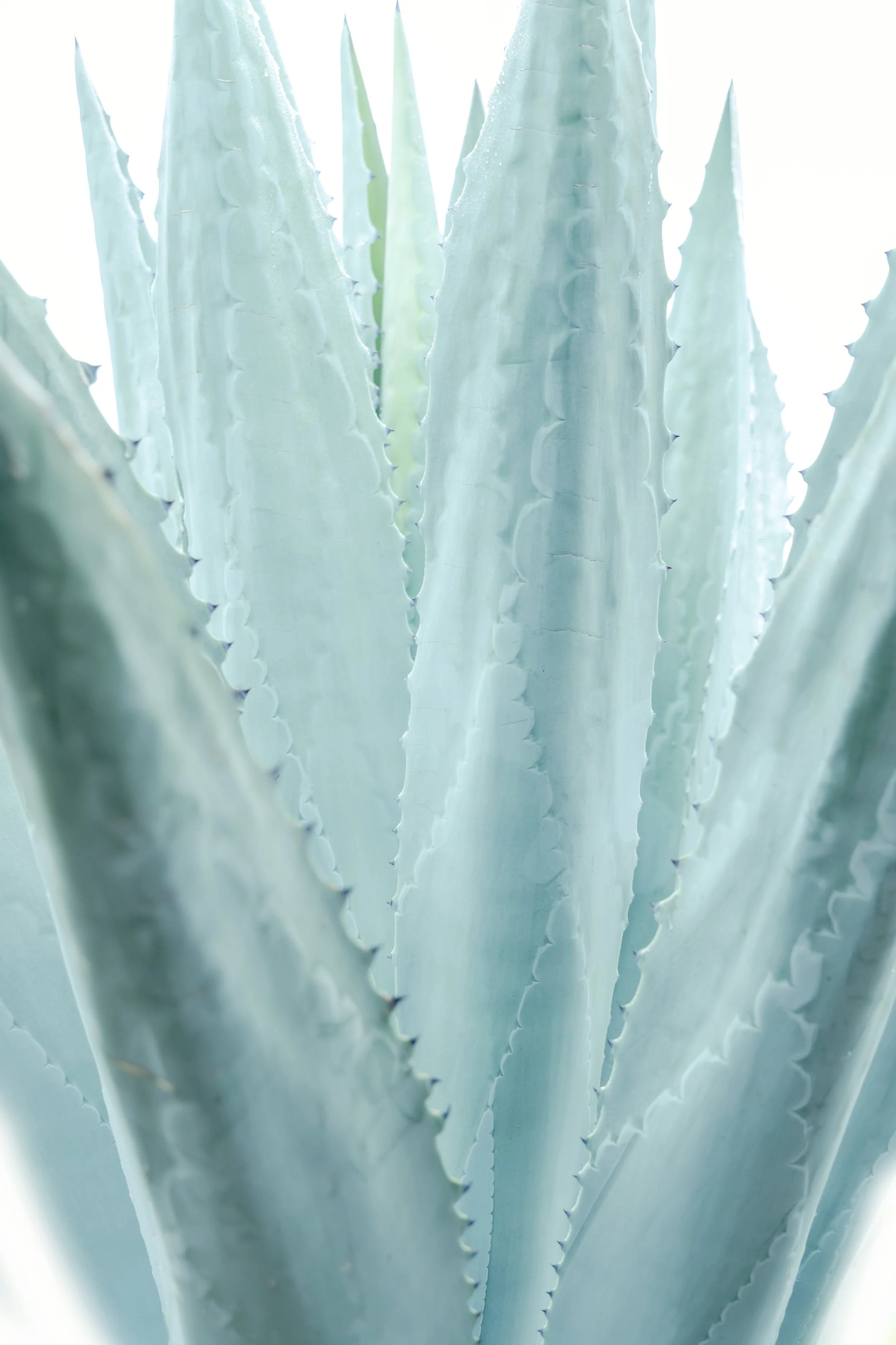 Aloe Twin