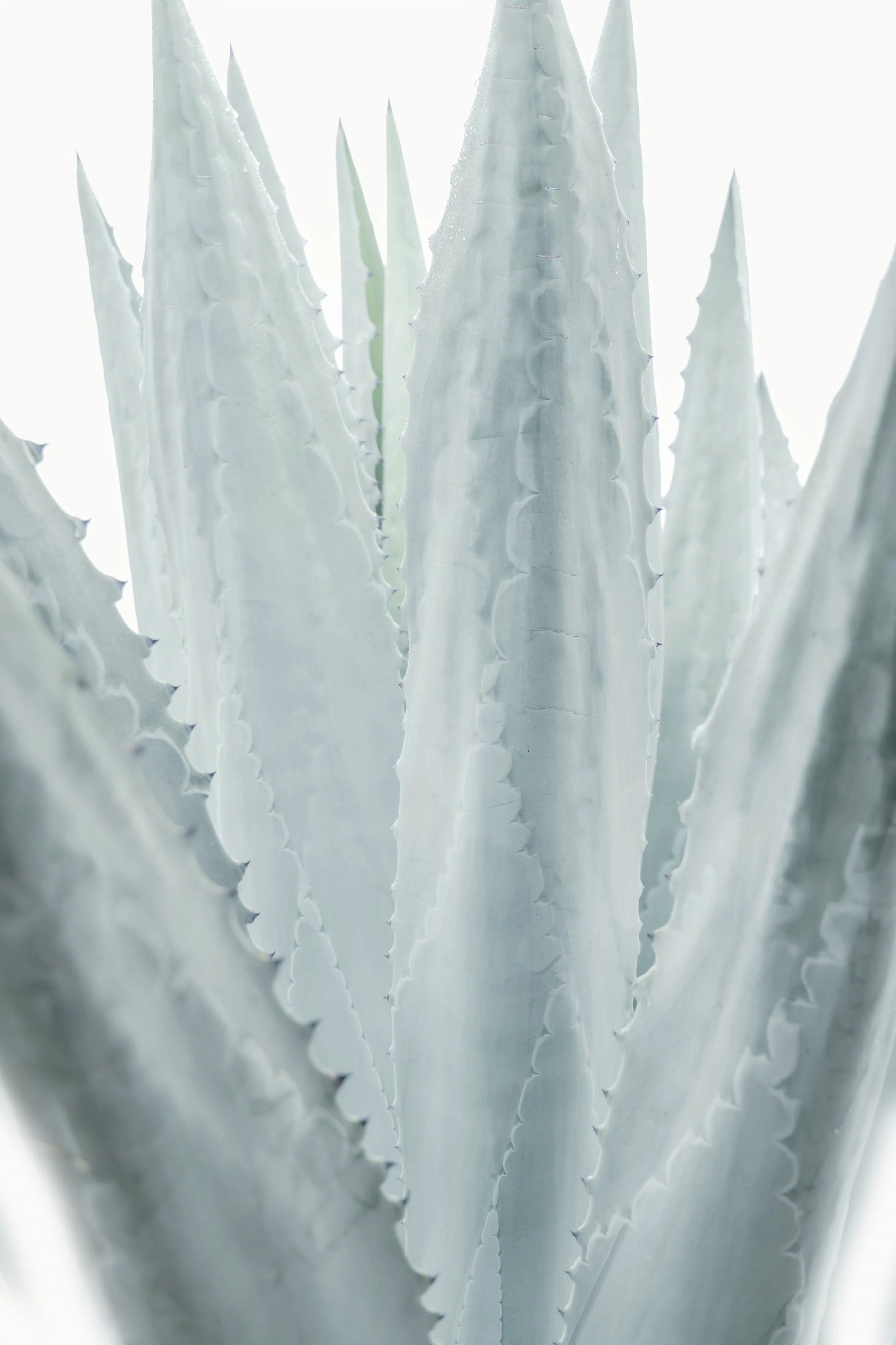 Blue Green Agave