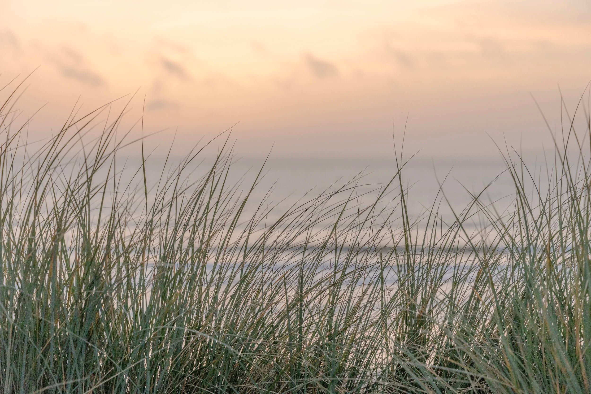 Beach Grass at Sunset