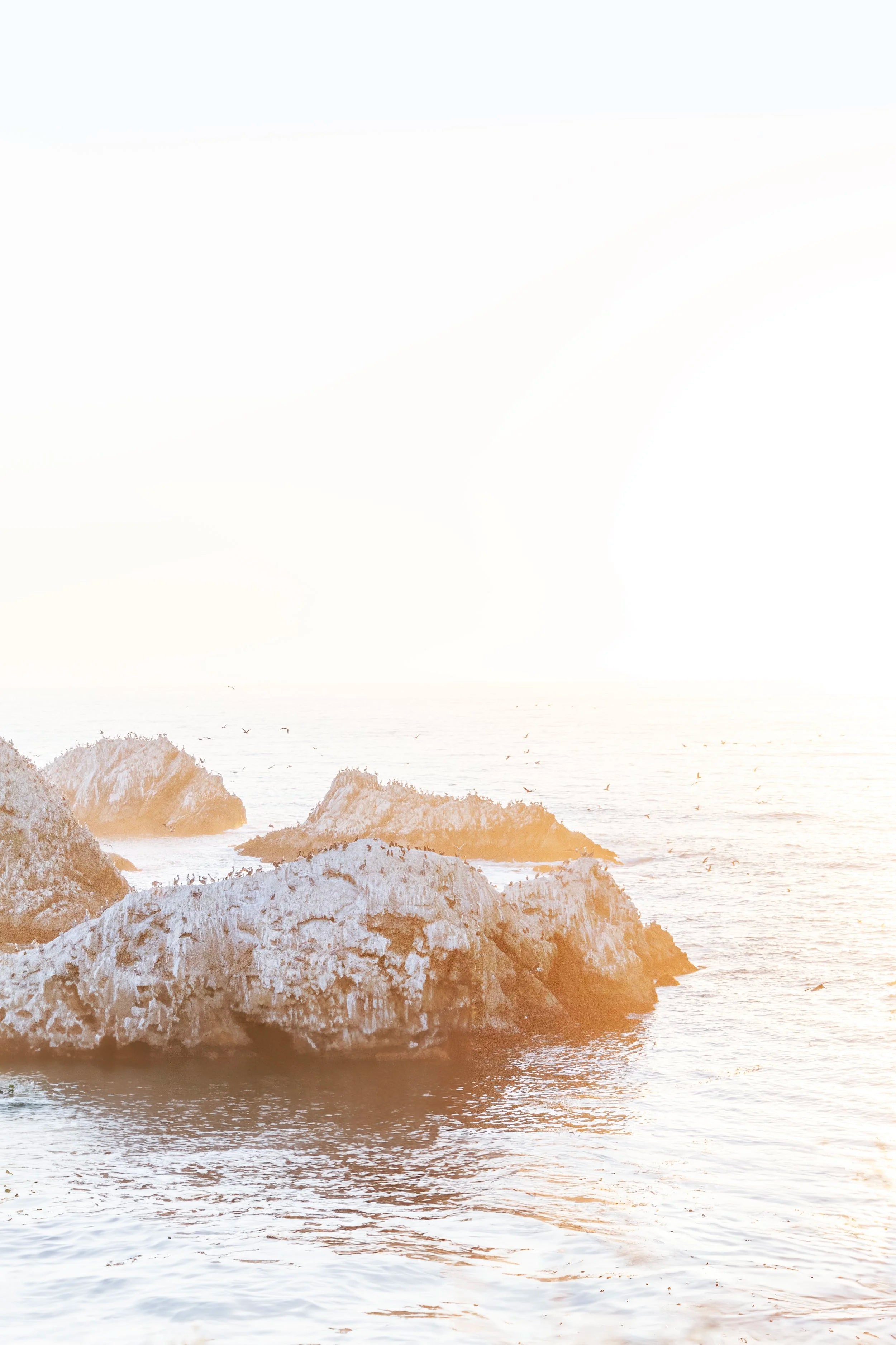 Coastal Sanctuary
