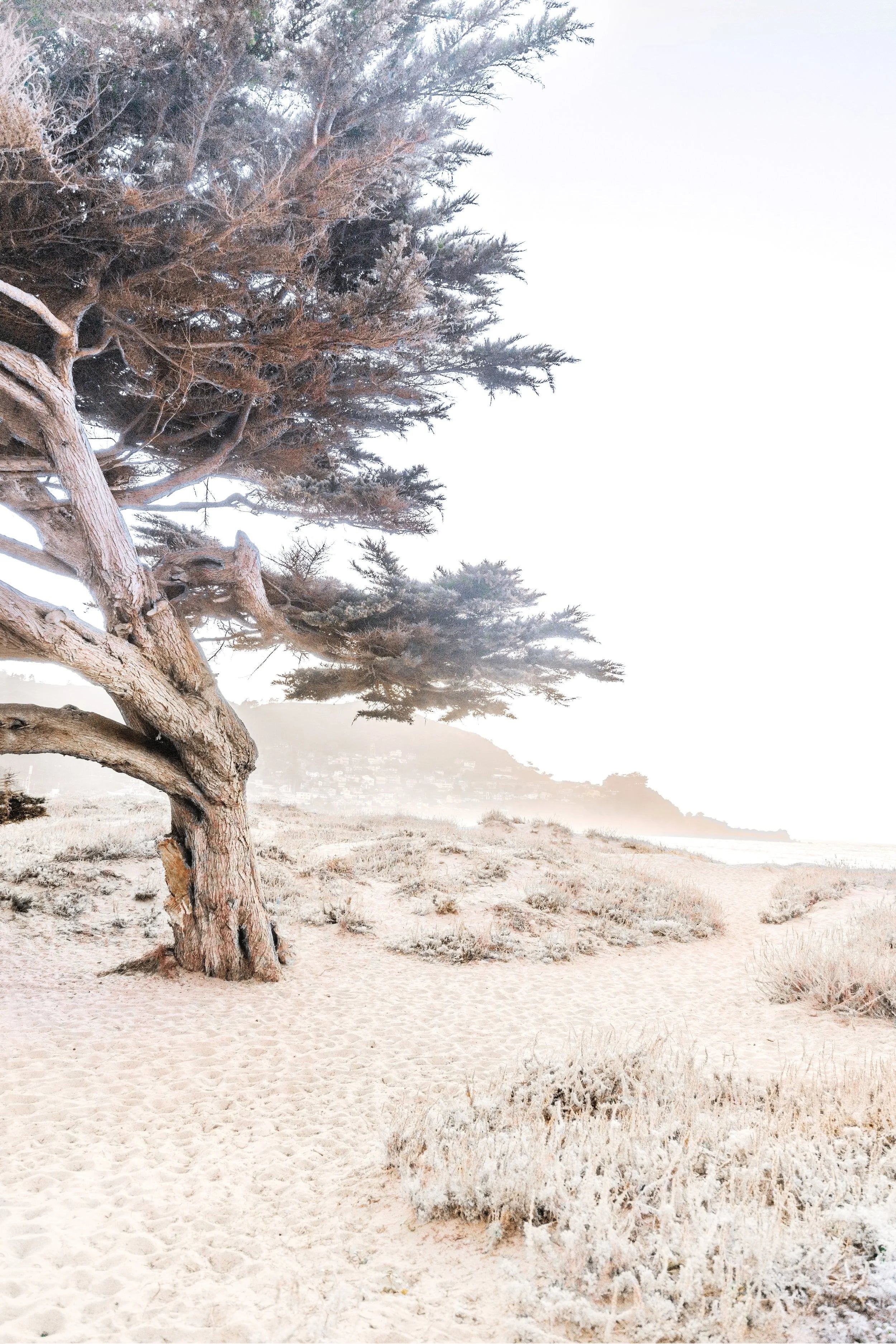 Cypress Tree