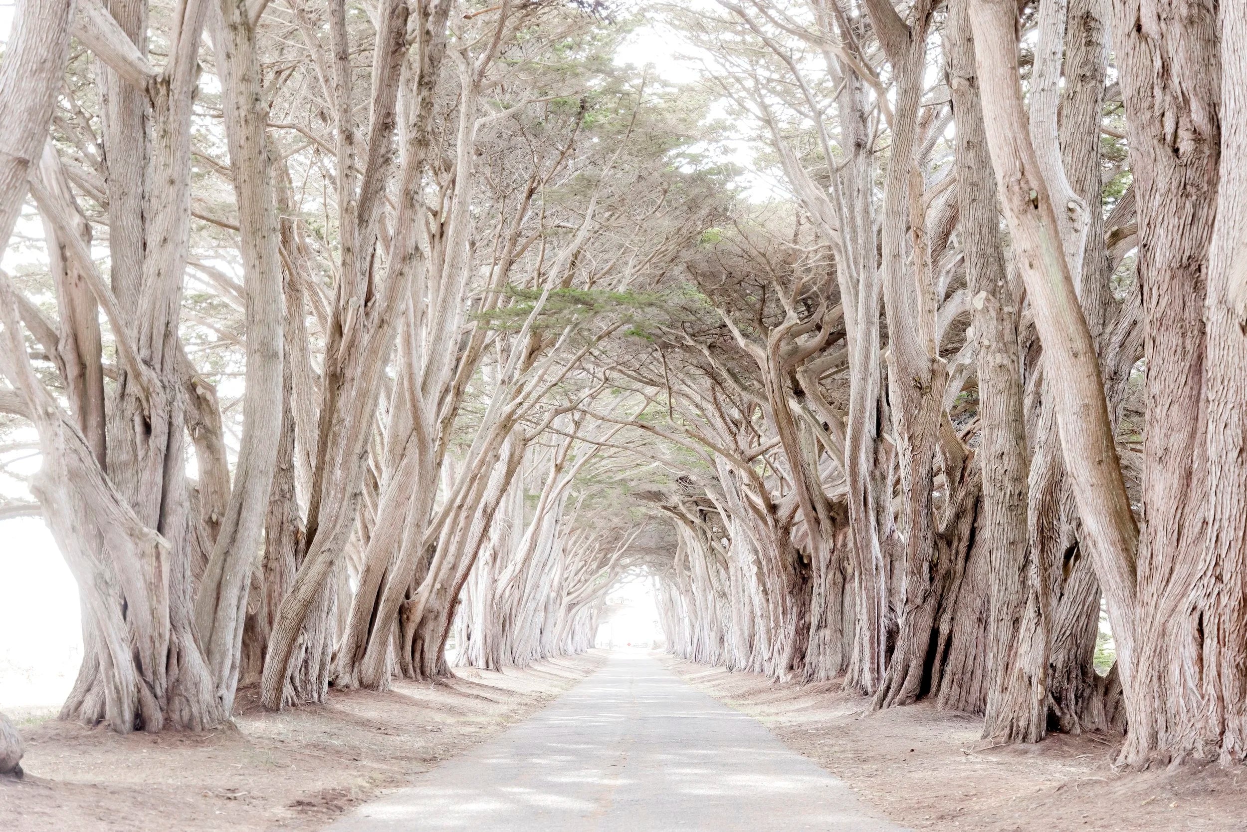 Cypress Tree Tunnel
