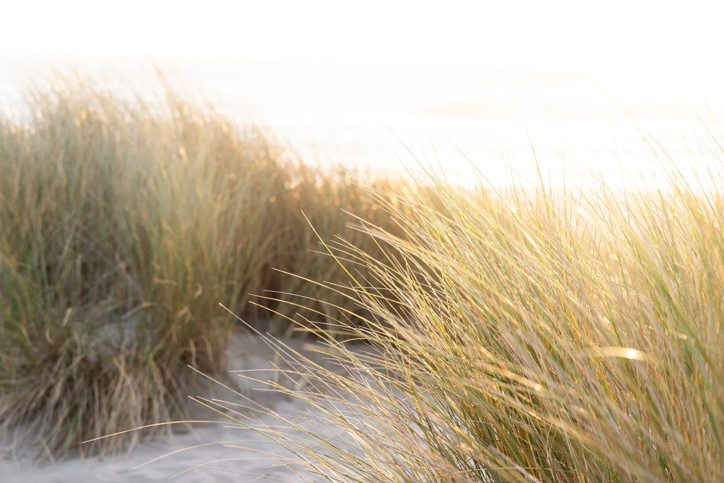 Dune Clearing