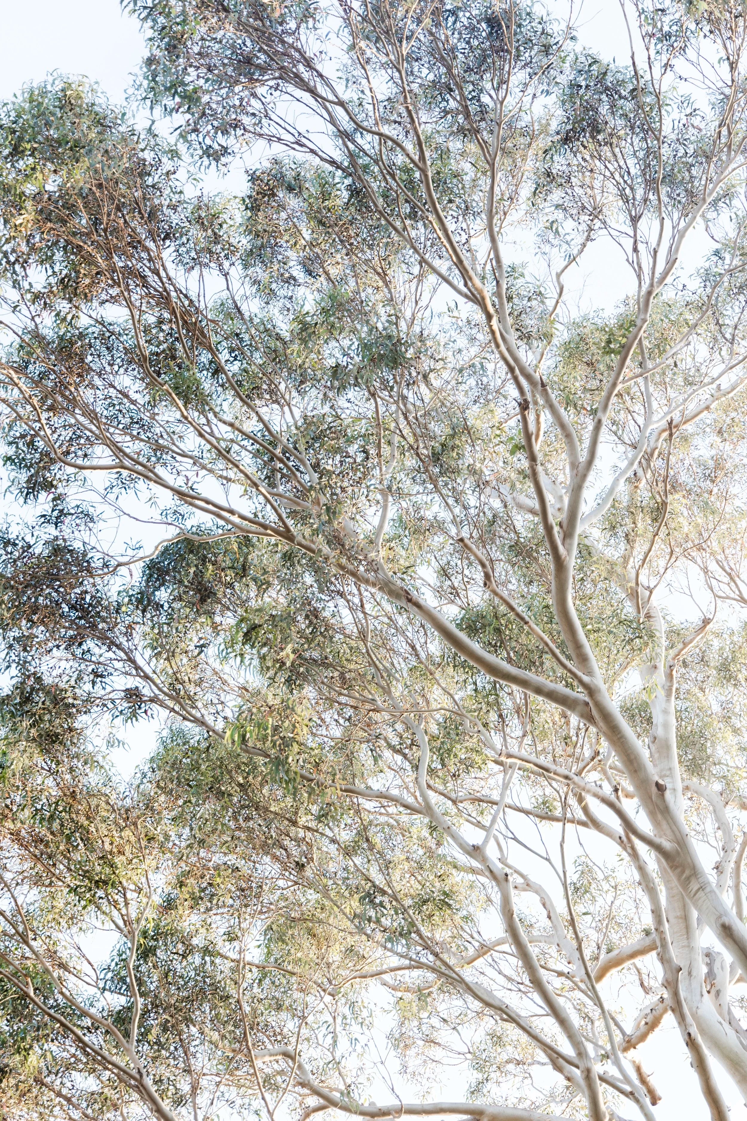 Eucalyptus Serenity