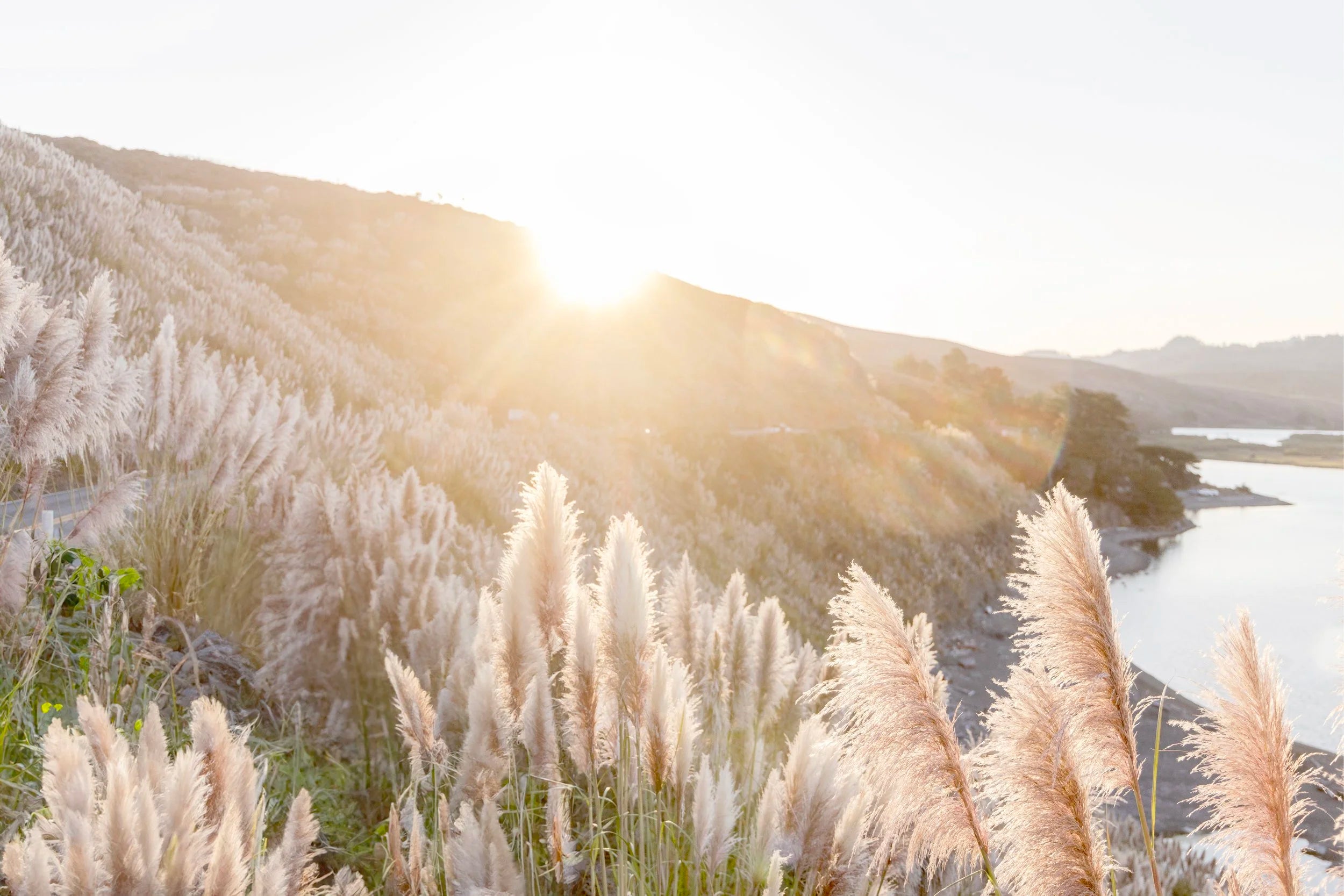 Fields of Gold