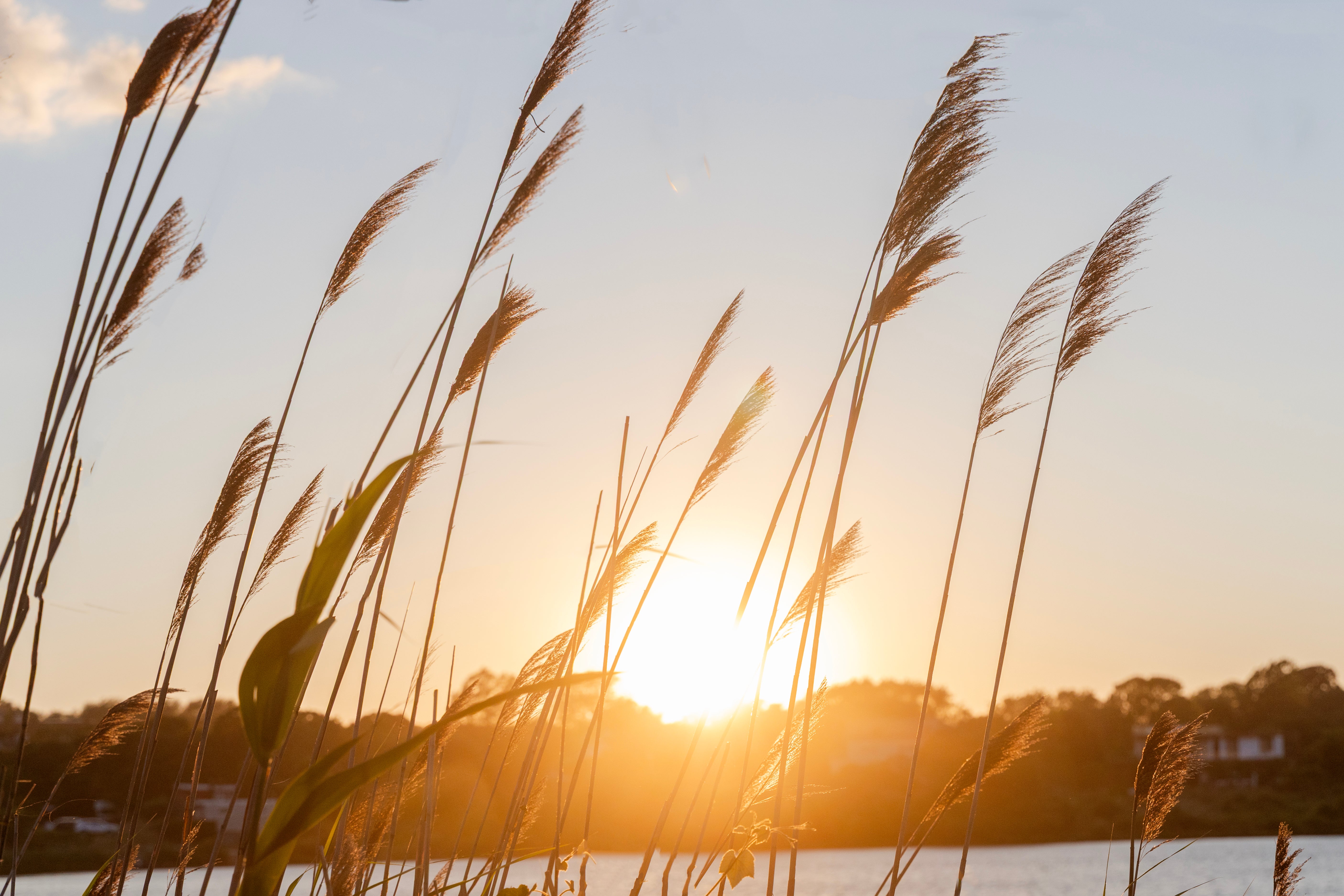 Golden Reeds Montauk