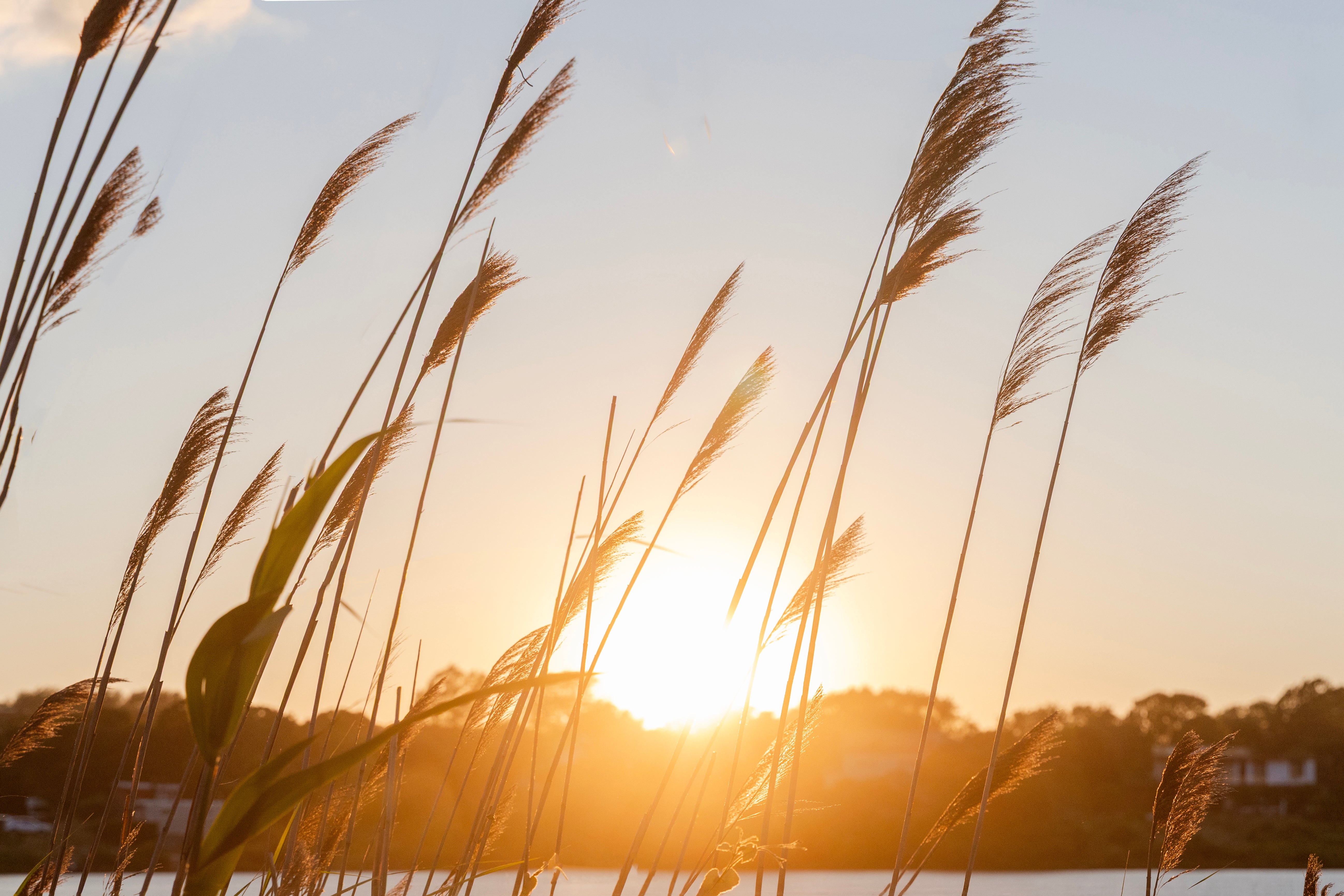 Golden Reeds Montauk