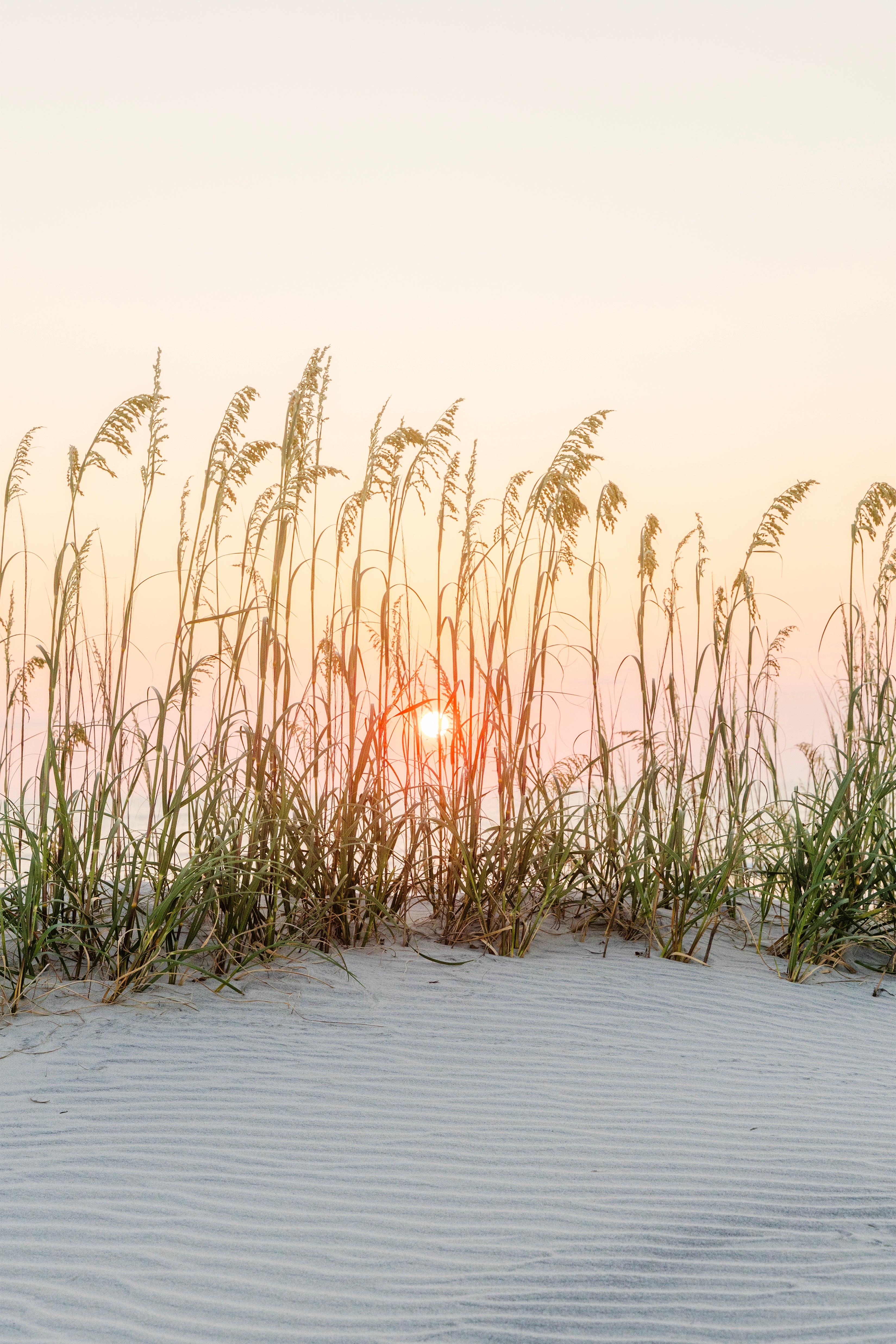 Golden Sea Oats