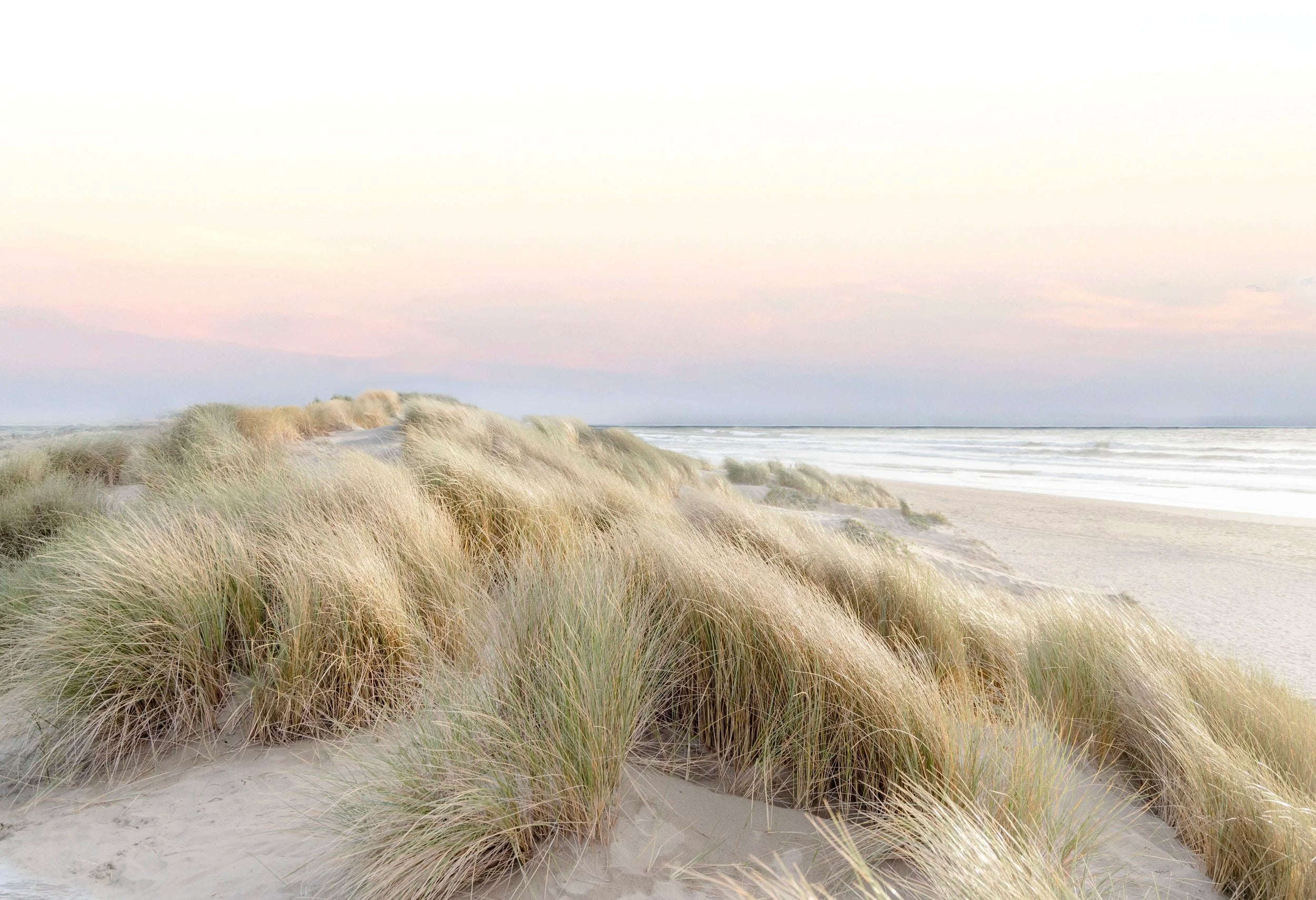 Grassy Dunes